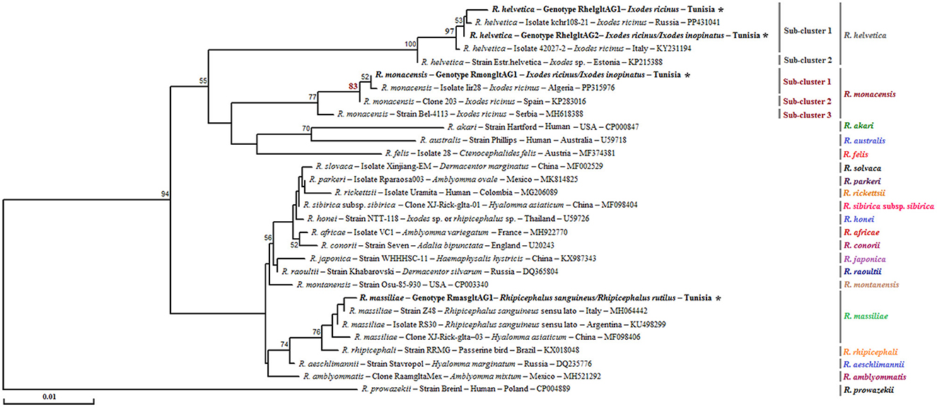 Neighbor-Joining tree based on the alignment of partial gltA sequences (341 bp), showing newly obtained sequences from ticks collected in vegetation. Bootstrap values from 1,000 replicates are shown at each node (only values above 50% are displayed). Rickettsia spp. genotypes identified in this study are shown in bold and marked with an asterisk. Information on the host or vector, genotype, strain or isolate name, country of origin, and GenBank accession number is provided. A partial ompA sequence from Rickettsia prowazekii was included as an outgroup.