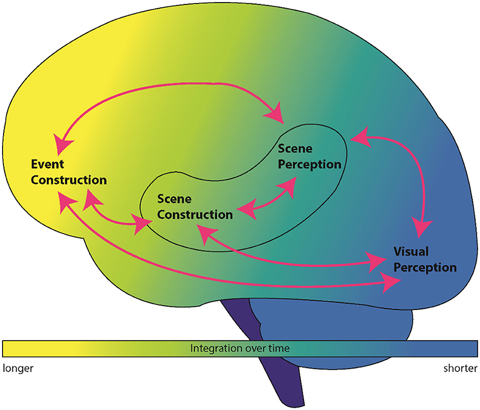 Diagram illustrating the anatomy of AM and mental imagery. It describes the roles of the hippocampus, posterior neocortex, and ventromedial prefrontal cortex (vmPFC) in constructing autobiographical memories and scenes. A colored brain graphic highlights AM initiation, scene imagery, and visual imagery with a gradient indicating connectivity and transitions from blue (fine-grain details) to yellow (extended autobiographical memories). The text explains how these brain regions contribute to memory formation and perception, emphasizing their interplay in integrating scenes into coherent narratives.