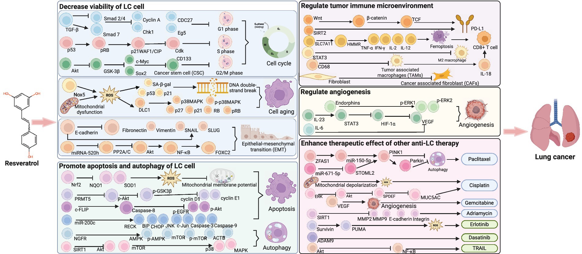 Diagram illustrating the effects of Resveratrol on lung cancer (LC) cells. It includes mechanisms such as decreased viability, promotion of apoptosis, regulation of the tumor immune microenvironment, angiogenesis, and enhancement of other therapies. Key pathways and interactions are represented through interconnected molecules and processes, accompanied by graphical representations of cellular activities like apoptosis, mitochondrial dysfunction, and epithelial-mesenchymal transition. A visual of lungs with a cancerous section is depicted on the right, indicating the context of lung cancer treatment.