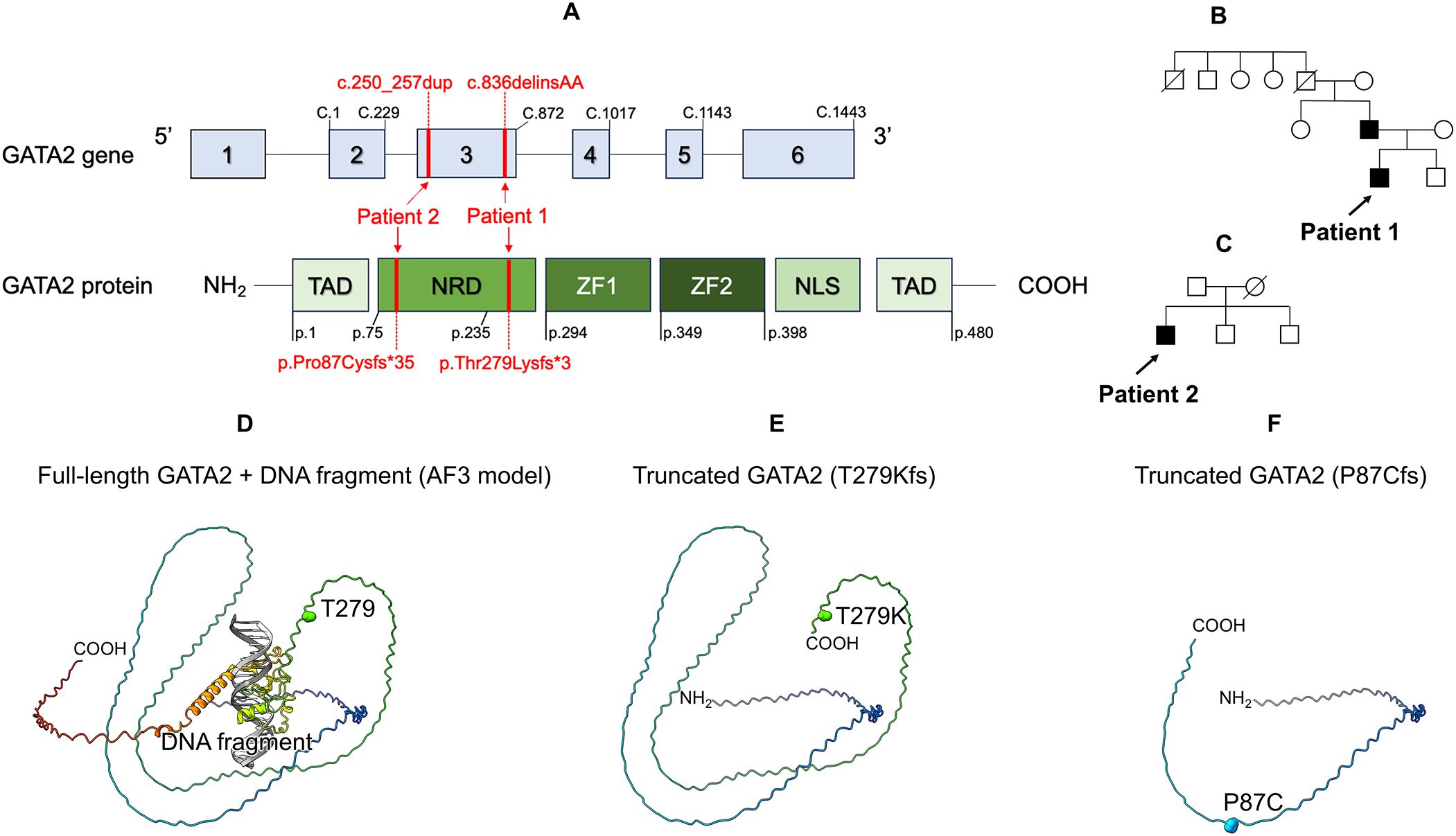Diagram illustrating variants in the GATA2 gene and protein structure. Panel A shows GATA2 gene segments with variants for Patient 1 (c.836delinsAA) and Patient 2 (c.250_257dup). Panel B and C depict pedigrees with affected patients. Panel D presents full-length GATA2 with DNA fragment. Panels E and F show truncated GATA2 structures for T279Kfs and P87Cfs variants.