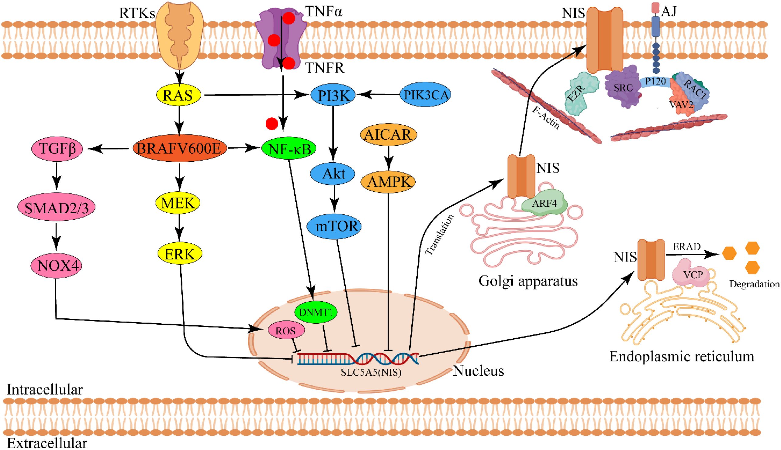 Diagram illustrating cellular signaling pathways and interactions, including RTKs activating RAS and BRAFV600E, affecting MEK and ERK pathways. NF-κB, PI3K, Akt, and mTOR pathways are also depicted influencing the nucleus and proteins like NIS, alongside organelles like the Golgi apparatus and endoplasmic reticulum. Labels indicate specific proteins and interactions, with arrows showing the direction of signals.