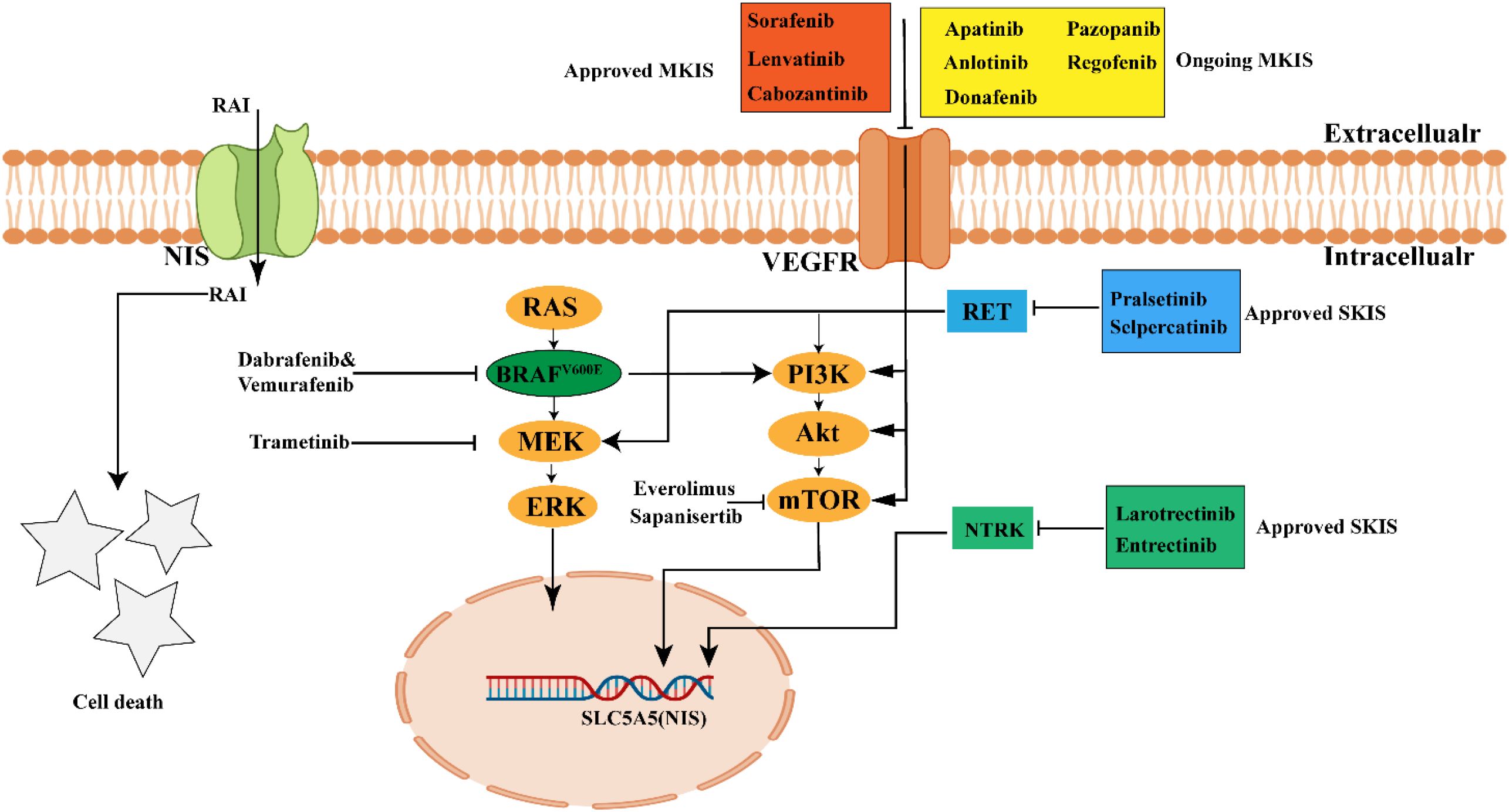 Diagram illustrating signaling pathways involving VEGFR, RAS, BRAF, PI3K, and others, related to cell death and treatment options such as Sorafenib, Lenvatinib, and others. Pathways show interactions with drugs affecting components like RET and NTRK, indicating approved and ongoing inhibitor treatments, leading to consequences like cell death and gene expression changes.