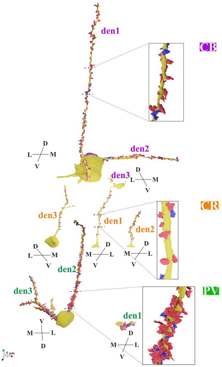An illustration showing three sets of dendritic structures labeled as