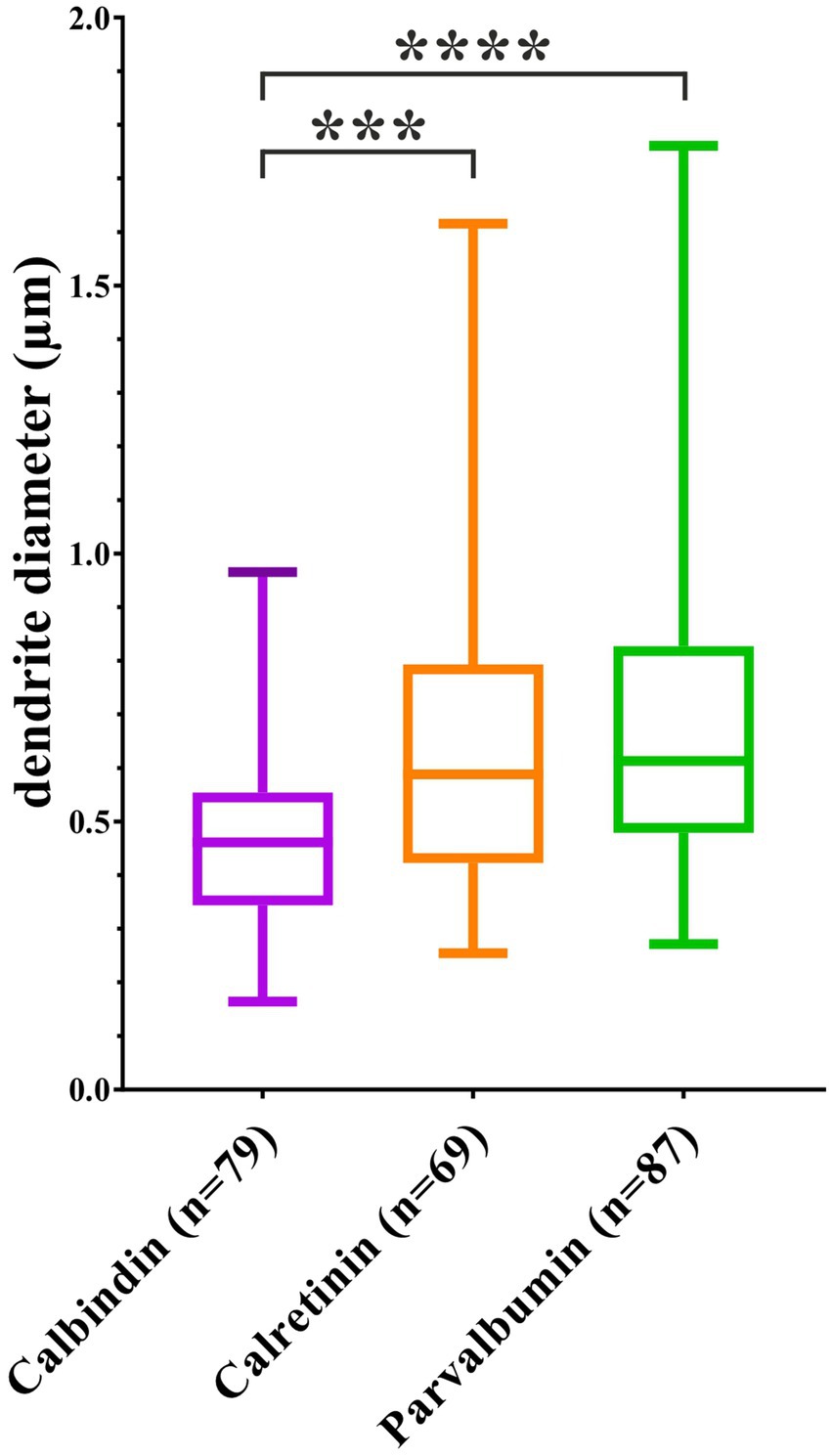 Box plot compares dendrite diameters for Calbindin (purple, n=79), Calretinin (orange, n=69), and Parvalbumin (green, n=87). Significant differences indicated by asterisks; dendrite diameter in micrometers ranges from zero to two.