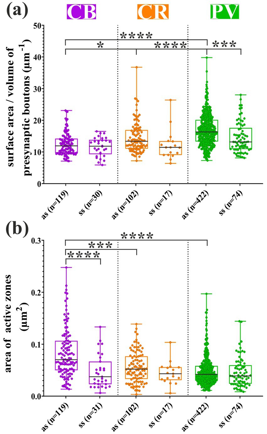 Box plots comparing surface area-to-volume ratios and active zone areas of presynaptic boutons for CB, CR, and PV types. Panel (a) shows surface area-to-volume ratios with significant differences indicated. Panel (b) displays active zone areas, also highlighting significant differences with asterisks.