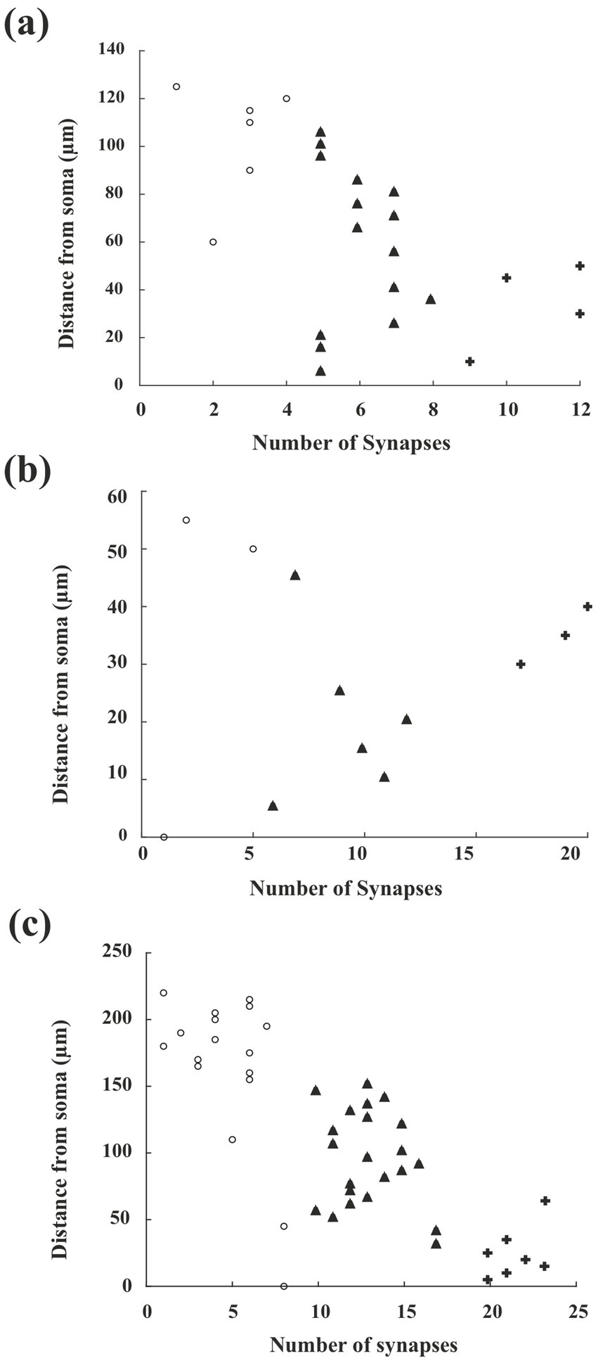 Three scatter plots labeled (a), (b), and (c) show the clustering relationship between the number of synapses and distance from the soma, measured in micrometers. Plot (a) ranges up to 140 µm with three data types: circles, triangles, and crosses. Plot (b) extends to 60 µm with similar data types concentrated around fewer synapses. Plot (c) reaches 250 µm, displaying a broader range of synapses.