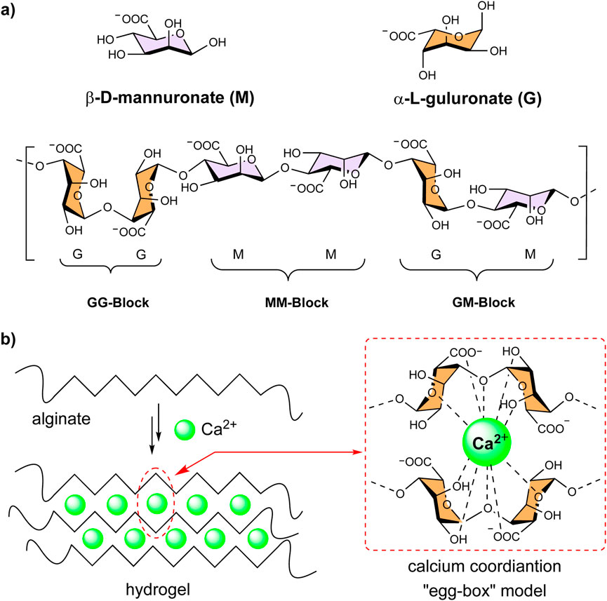 Diagram showing the structure and formation of alginate hydrogel. Part (a) illustrates the chemical structures of β-D-mannuronate (M) and α-L-guluronate (G) in GG, MM, and GM blocks. Part (b) depicts alginate chains forming a hydrogel as calcium ions (Ca²⁺) interact with the guluronate blocks. The