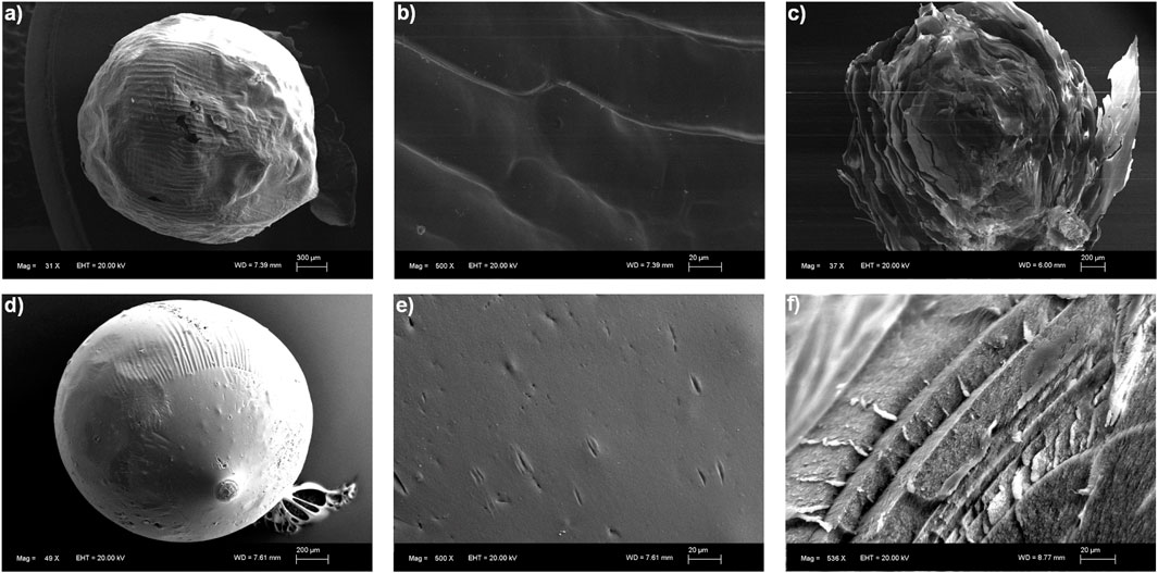 Scanning electron micrographs showing different samples: a) Spherical structure with ridged pattern, magnified 31x. b) Smooth surface with fine lines, magnified 500x. c) Irregularly layered formation, magnified 37x. d) Smooth spherical surface with a textured area and protruding segment, magnified 49x. e) Flat surface displaying small, elongated depressions, magnified 500x. f) Textured, layered surface with cracks, magnified 536x.