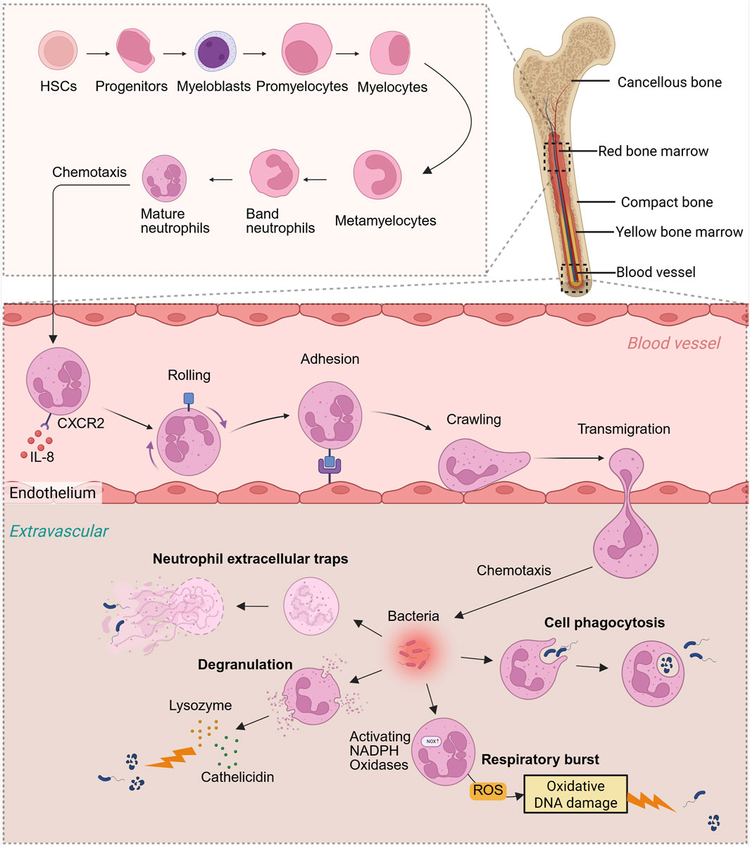 Diagram illustrating the lifecycle and function of neutrophils. The top section shows neutrophil development from hematopoietic stem cells in bone marrow to mature neutrophils. The middle section depicts neutrophil movement through blood vessels involving rolling, adhesion, crawling, and transmigration into tissue. The bottom section illustrates neutrophil activities such as degranulation, forming extracellular traps, and respiratory burst to combat bacteria, with processes like chemotaxis and phagocytosis highlighted. A bone diagram shows marrow and vascular details.