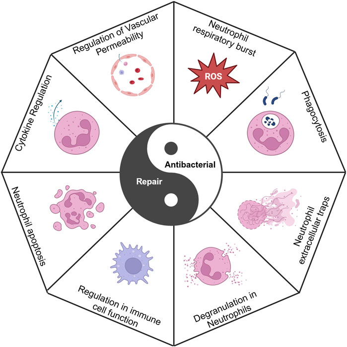 Diagram illustrating the antibacterial and repair functions of neutrophils in a yin-yang symbol. Surrounding segments include regulation of vascular permeability, neutrophil respiratory burst, phagocytosis, neutrophil extracellular traps, degranulation in neutrophils, regulation in immune cell function, neutrophil apoptosis, and cytokine regulation. Each segment includes a relevant graphic representation.
