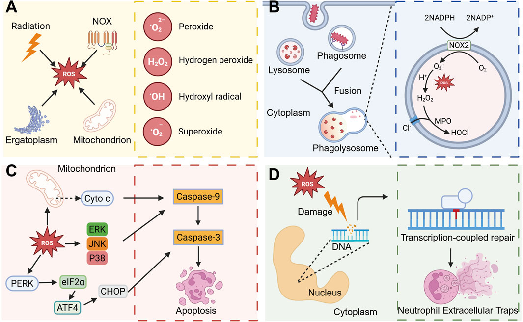 Diagram illustrating Reactive Oxygen Species (ROS) generation and effects across four panels. A: ROS production from radiation, mitochondria, NOX, and ergatoplasm, leading to peroxide, hydrogen peroxide, hydroxyl radical, and superoxide formation. B: Phagosome and lysosome fusion forming phagolysosome; NOX2 interaction in ROS production. C: Mitochondrial ROS triggering apoptosis via cytochrome c, caspase-9, and caspase-3 pathways, with ERK, JNK, P38, PERK, eIF2α, ATF4, and CHOP signaling. D: DNA damage by ROS, leading to transcription-coupled repair and neutrophil extracellular traps formation in the nucleus and cytoplasm.