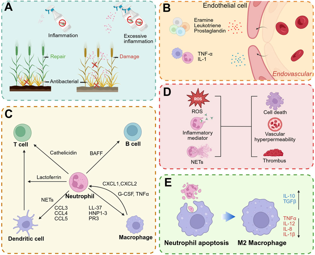 Diagram illustrating the roles of neutrophils in inflammation and immune response through five panels. Panel A shows plants representing inflammation control and excessive inflammation leading to damage. Panel B depicts endothelial cells releasing mediators like leukotrienes and prostaglandins, influencing red blood cells within vessels. Panel C maps interactions between neutrophils and immune cells such as T cells, B cells, macrophages, and dendritic cells, highlighting substances like cathelicidin and lactoferrin. Panel D describes processes like ROS production, inflammatory mediators, and outcomes such as cell death and thrombosis. Panel E shows the transition from neutrophil apoptosis to M2 macrophage with cytokines influencing this process.