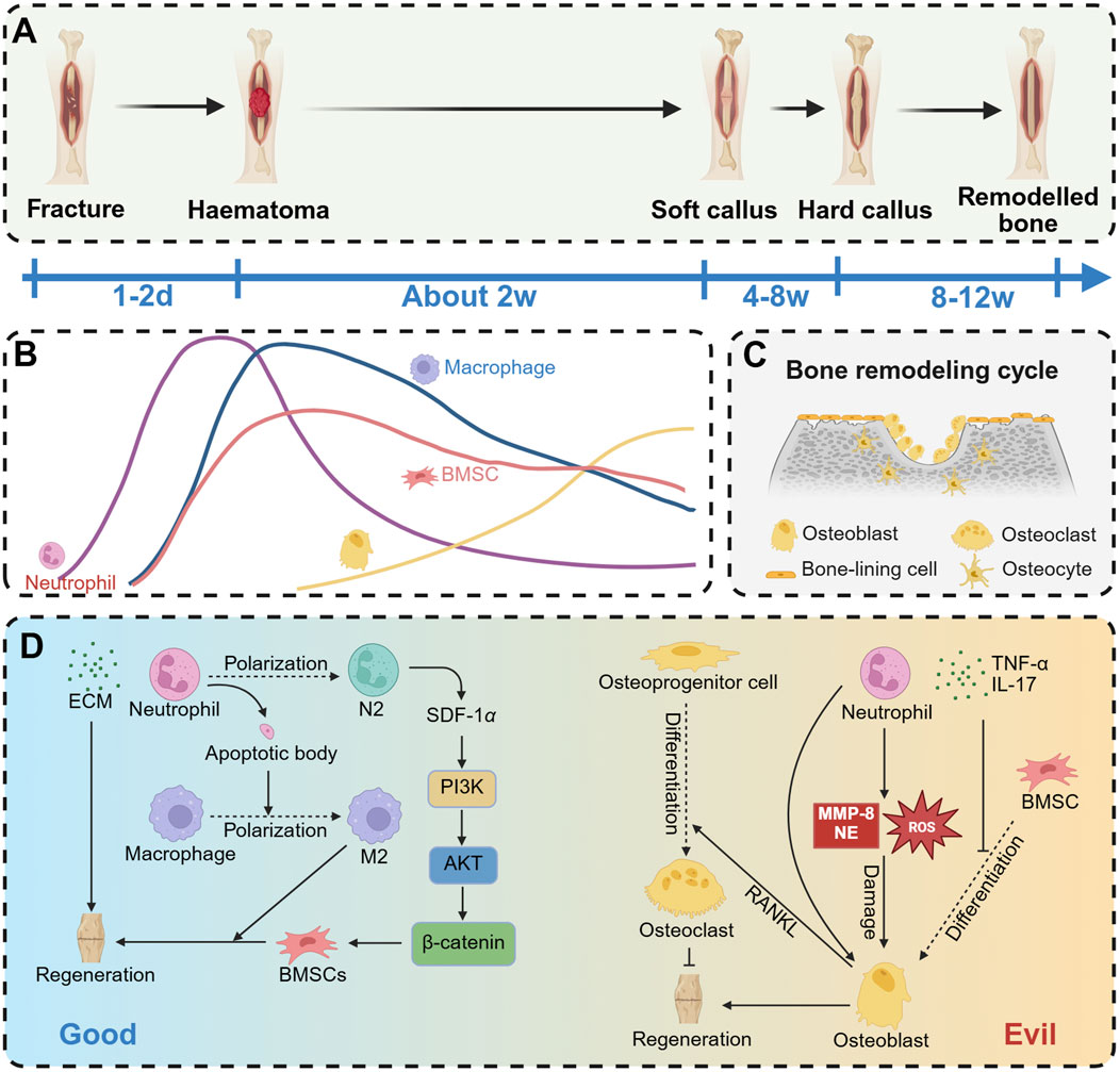 Illustration depicting bone healing and remodeling processes. Panel A shows stages from fracture to remodeled bone over different time frames: 1-2 days, 2 weeks, 4-8 weeks, and 8-12 weeks. Panel B presents a line graph of cell types involved: neutrophils, macrophages, and bone marrow stromal cells. Panel C illustrates the bone remodeling cycle with osteoblasts, osteoclasts, osteocytes, and bone-lining cells. Panel D details molecular interactions affecting regeneration, highlighting pathways involving neutrophils, macrophages, BMSCs, PI3K, and AKT, with implications for