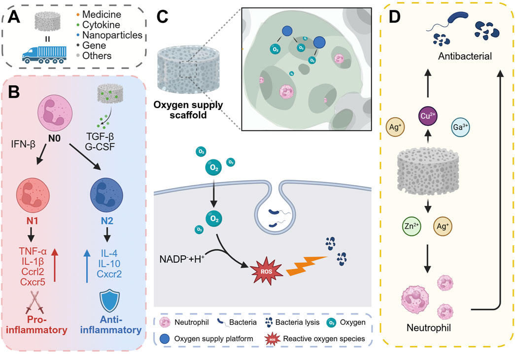 Diagram illustrating an oxygen supply scaffold and its antibacterial effects. Panel A shows a diagram of the scaffold delivering medicine, cytokines, nanoparticles, genes, and other materials. Panel B details the differentiation of neutrophils into pro-inflammatory and anti-inflammatory types, represented by different cytokines and markers. Panel C depicts oxygen release from the scaffold leading to reactive oxygen species (ROS) production, targeting bacteria. Panel D illustrates the antibacterial effect, showing the scaffold interacting with metals like silver, zinc, copper, and gallium, leading to bacterial lysis and increased neutrophil activity.