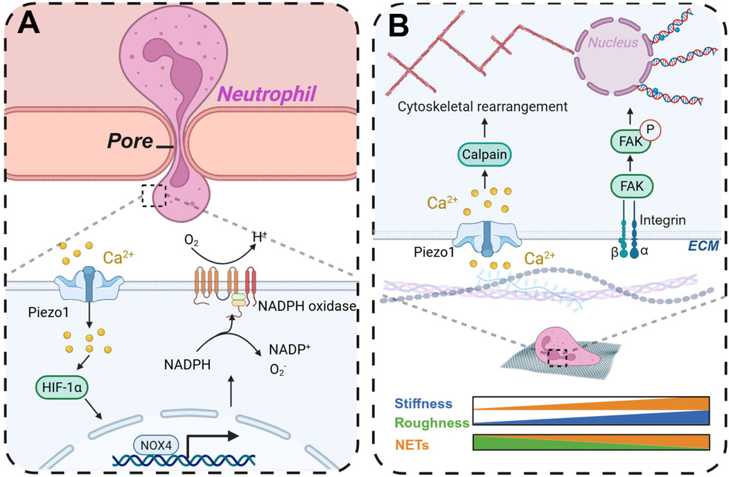 Diagram with two panels illustrating cellular processes. Panel A shows a neutrophil passing through a pore, with Piezo1 channel allowing calcium ions into the cell. NADPH oxidase produces superoxide, regulated by HIF-1α and NOX4. Panel B depicts cytoskeletal rearrangement, with calcium ions activating calpain and affecting integrin and FAK pathways. Extracellular matrix stiffness and roughness, along with neutrophil extracellular traps, are illustrated with bar graphs at the bottom.