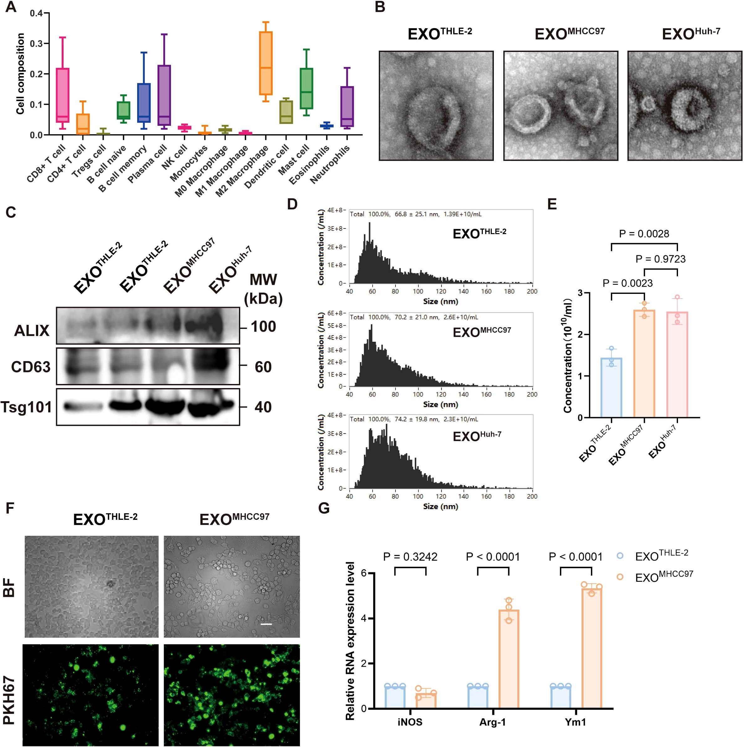 Panel A shows a box plot depicting cell composition across various cell types, with CD4+ T cells and neutrophils highlighted. Panel B presents electron microscope images of exosomes labeled as EXO^THLE-2, EXO^MHCC97, and EXO^Huh-7. Panel C displays a Western blot of proteins ALIX, CD63, and Tsg101 with molecular weights indicated. Panel D consists of histograms showing exosome size distributions for the three exosome types. Panel E is a bar chart comparing exosome concentrations, with significance values noted. Panel F includes bright-field and PKH67-labeled images of EXO^THLE-2 and EXO^MHCC97. Panel G is a bar graph showing relative RNA expression levels with significance values annotated.