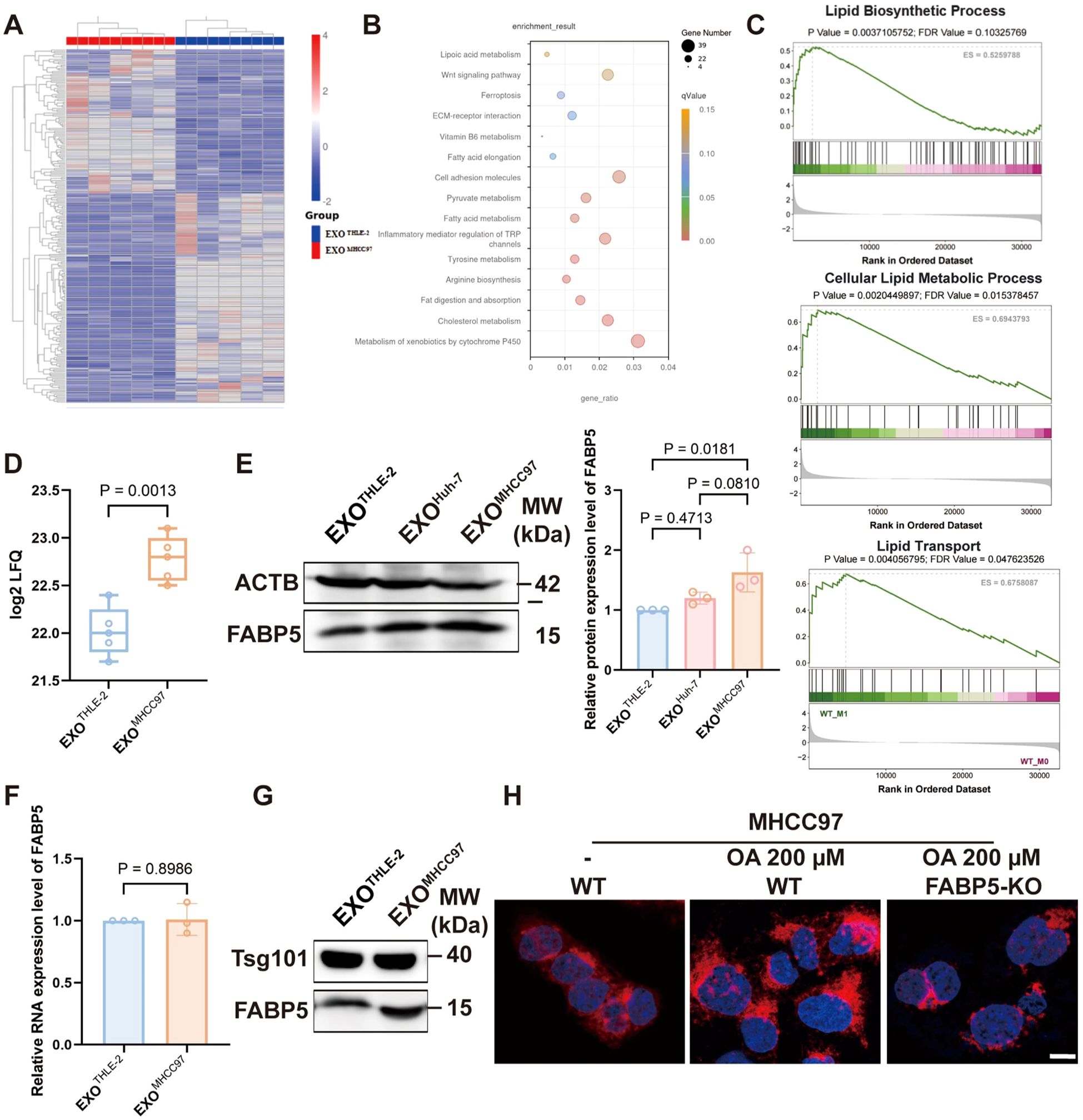 The image consists of multiple panels presenting data and analyses related to gene expression and lipid metabolism: A. Heatmap comparing gene expression profiles from two groups. B. Dot plot visualizing gene set enrichment analysis with various metabolic pathways. C. Three graphs showing enrichment scores for lipid biosynthetic process, cellular lipid metabolic process, and lipid transport. D. Box plot displaying the log2 fold change in FABP5 expression between two groups. E. Western blot and bar graph showing protein expression levels of FABP5 across different cell lines. F. Bar graph illustrating RNA expression levels of FABP5. G. Western blot comparing Tsg101 and FABP5 levels. H. Fluorescent microscopy images of MHCC97 cells showing the effects of oleic acid treatment with and without FABP5 knockout. Scale bar included.