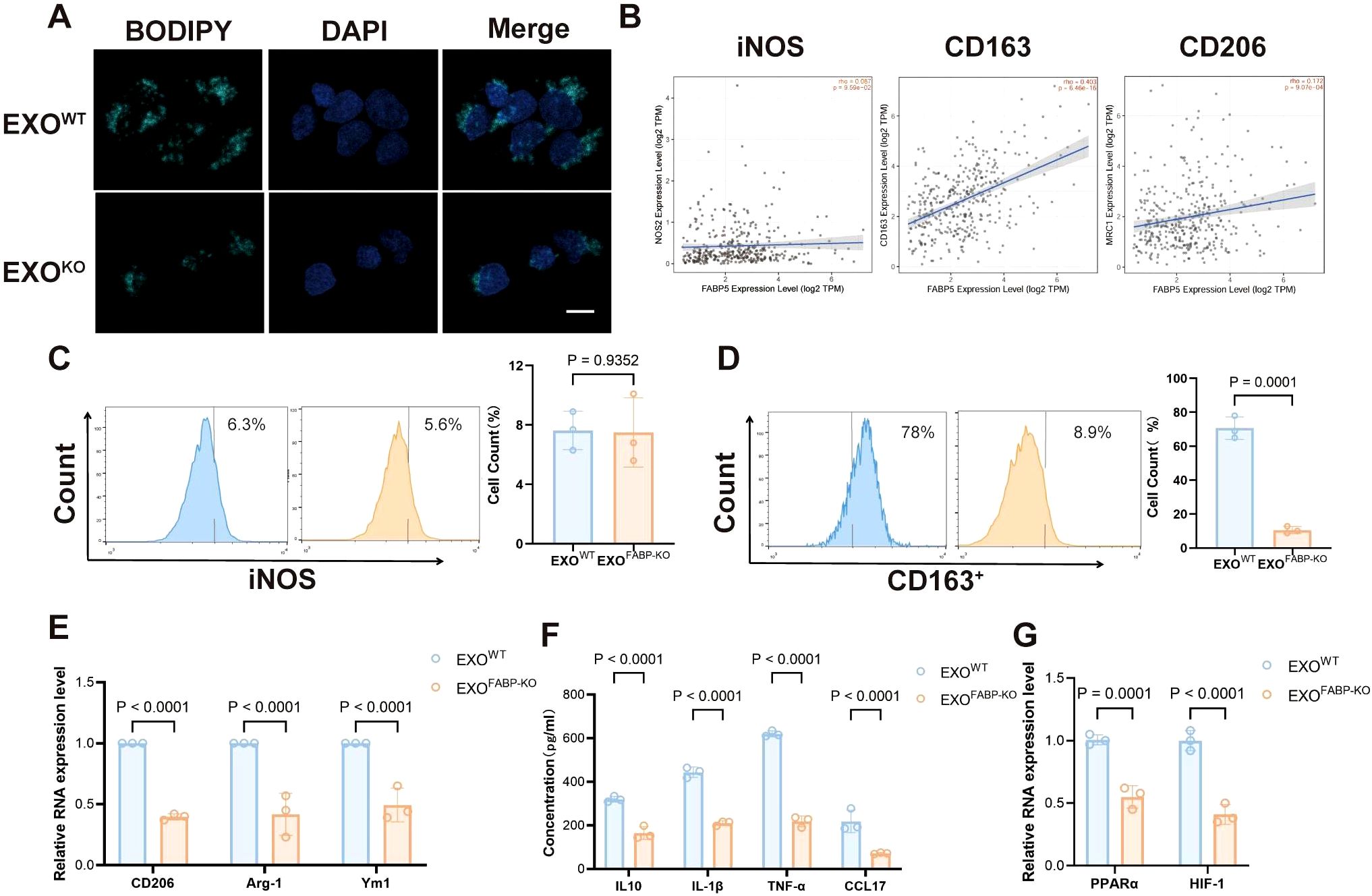 Panel A shows fluorescent microscopy images with BODIPY and DAPI staining merged, comparing EXO^WT and EXO^KO. Panel B presents scatter plots of gene expression levels (iNOS, CD163, CD206) correlated with FABP5. Panel C and D display flow cytometry histograms and bar graphs for iNOS and CD163+ cell counts, highlighting statistical significance. Panels E, F, and G show bar graphs comparing relative RNA expression levels (CD206, Arg-1, Ym1, PPARα, HIF-1) and cytokine concentrations (IL10, IL-1β, TNF-α, CCL17) between EXO^WT and EXO^FABP-KO, indicating significant differences.