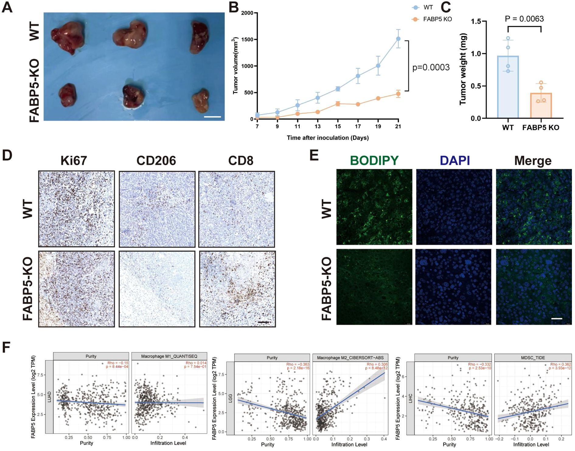 Image depicting experimental results comparing wild-type (WT) and FABP5 knockout (KO) tumors. Panel A shows excised tumors from both groups. Panel B presents a line graph of tumor volume over time, with WT showing larger growth. Panel C is a bar chart displaying significant differences in tumor weight. Panel D contains immunohistochemistry images for Ki67, CD206, and CD8, illustrating differing expression in WT and KO. Panel E displays BODIPY and DAPI staining, with a merged image, contrasting lipid accumulation and cell nuclei staining. Panel F presents scatter plots correlating FABP5 expression, purity, and immune infiltration levels.