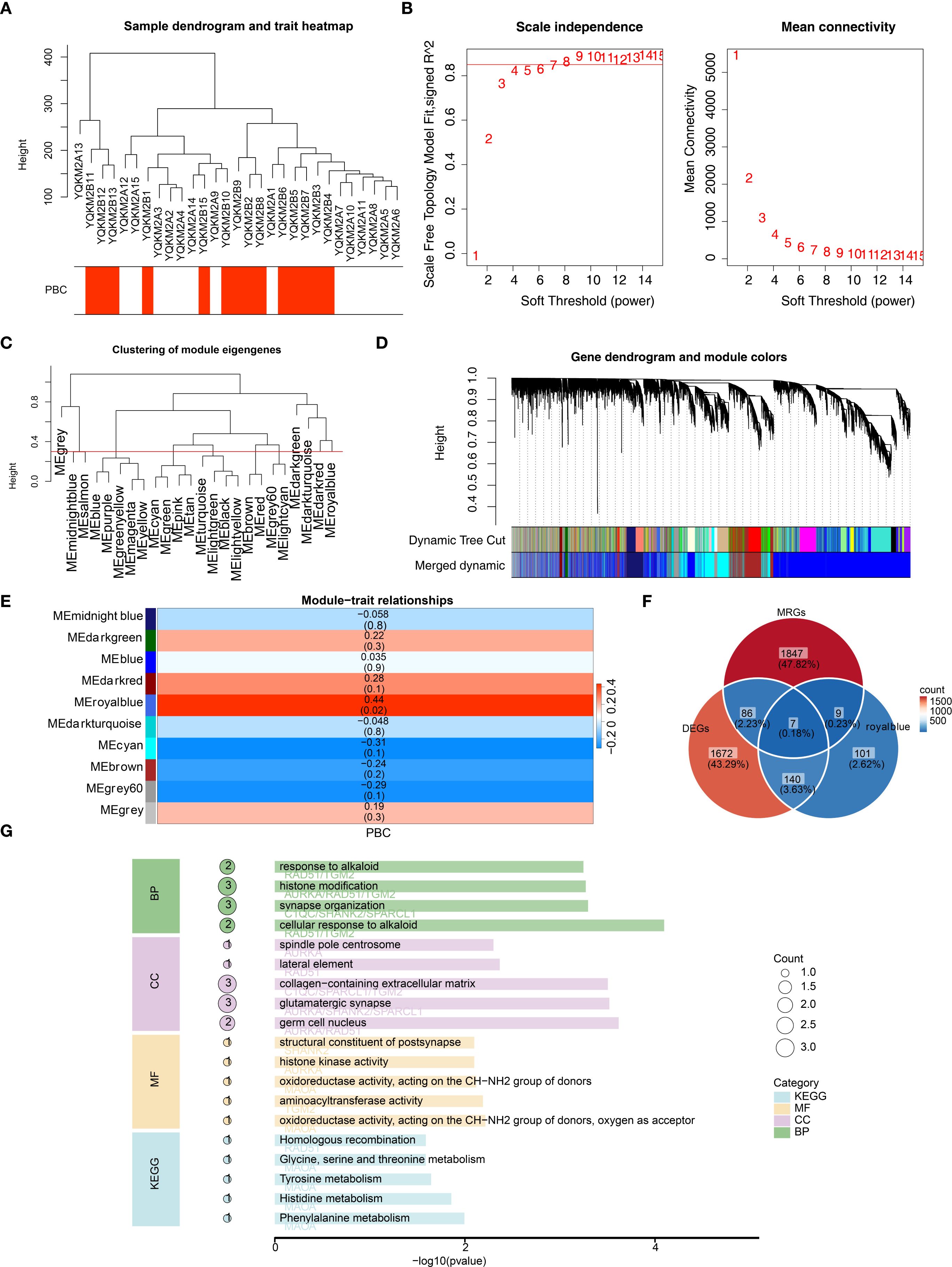 Cluster analysis and data visualization summarizing sample relationships and gene module traits: A. Dendrogram of samples with a trait heatmap below. B. Plots showing scale independence and mean connectivity versus soft threshold powers. C. Module eigengenes clustering. D. Gene dendrogram with color-coded module assignments below. E. Heatmap displaying module-trait relationships, highlighting the correlation with PBC. F. Venn diagram showing overlap among different gene groups. G. Bar chart visualizing enriched biological processes, cellular components, molecular functions, and KEGG pathways, with significance levels indicated.