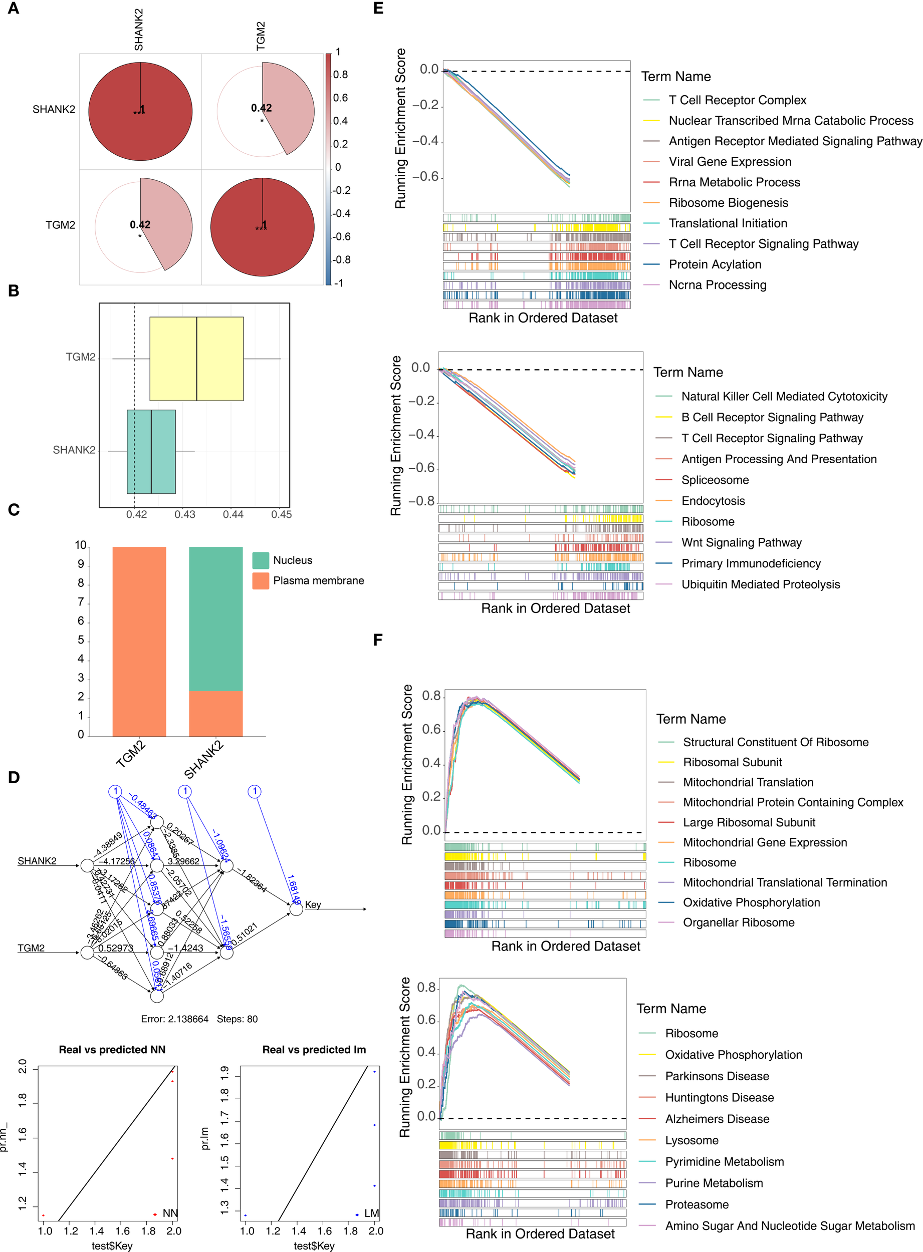 Composite image featuring multiple panels: A) Correlation heatmaps with circle plots for SHANK2 and TGM2 genes. B) Shows a similarity analysis between SHANK2 and TGM2, with a similarity score greater than 0.4, indicating strong similarity. C) Bar chart comparing gene localization in nucleus and plasma membrane. D) Network diagram illustrating connections between SHANK2 and TGM2. E and F) Enrichment plots with running enrichment scores for various biological pathways such as T cell receptor complex and ribosome biogenesis. Each has color-coded lines representing different pathways, with ranks in ordered datasets. Panels E and F include multiple pathway analyses.
