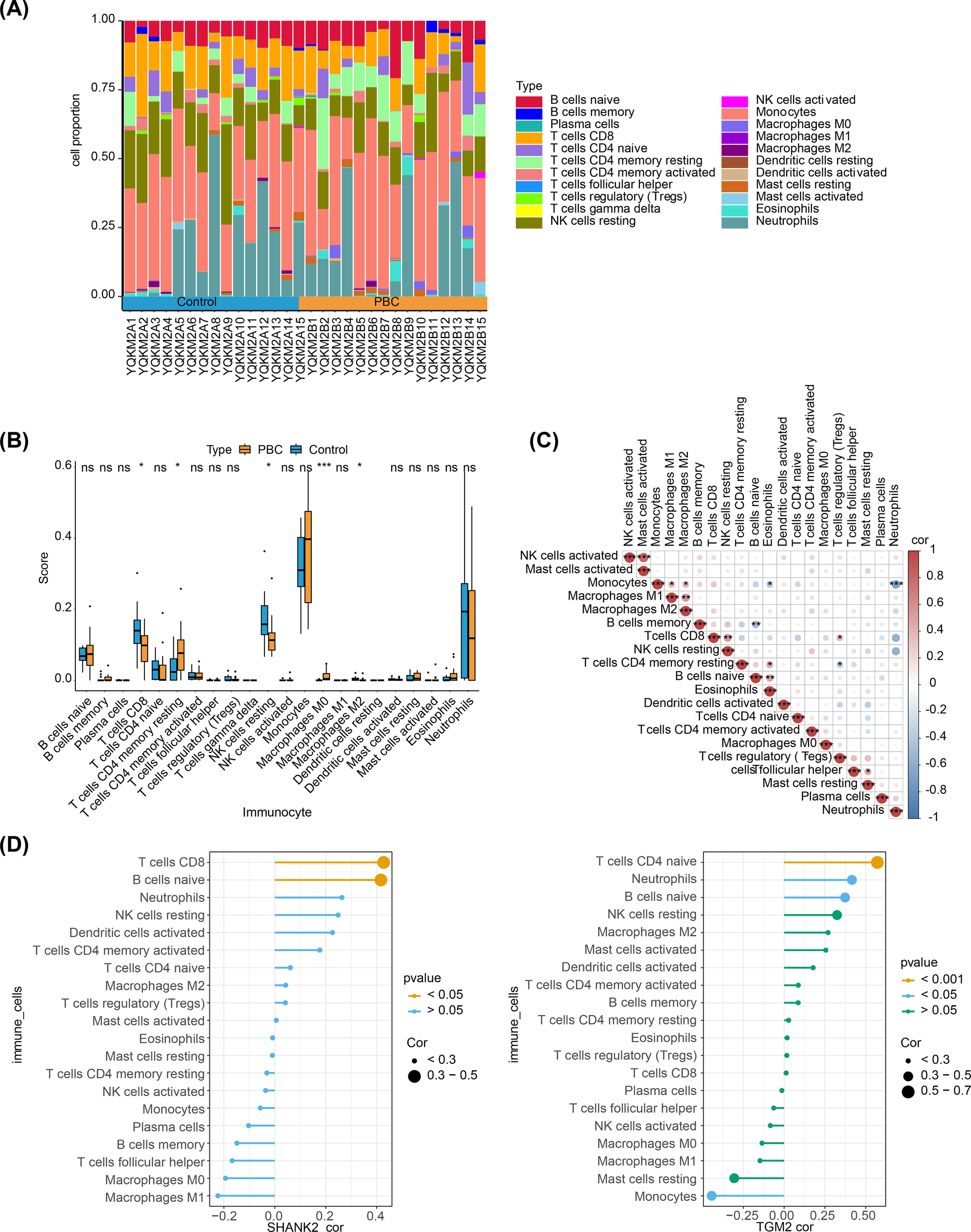 Image depicting multiple graphs and charts related to immunocyte data: A. Stacked bar chart showing the distribution of various immune cell types between control and PBC groups. Different colors represent cell types like naive B cells, CD8 T cells, and monocytes. B. Box plots comparing score distributions of various immunocytes between PBC and control groups. Significant differences are indicated with asterisks. C. Correlation matrix plot illustrating relationships among different immunocytes. Correlations are shown by color intensity and size of the circles. D. Two bar charts displaying correlation coefficients (labeled SHANK2 cor and TCGM02 cor) with immune cell types. Significance is indicated by color, and correlation strength by circle size.