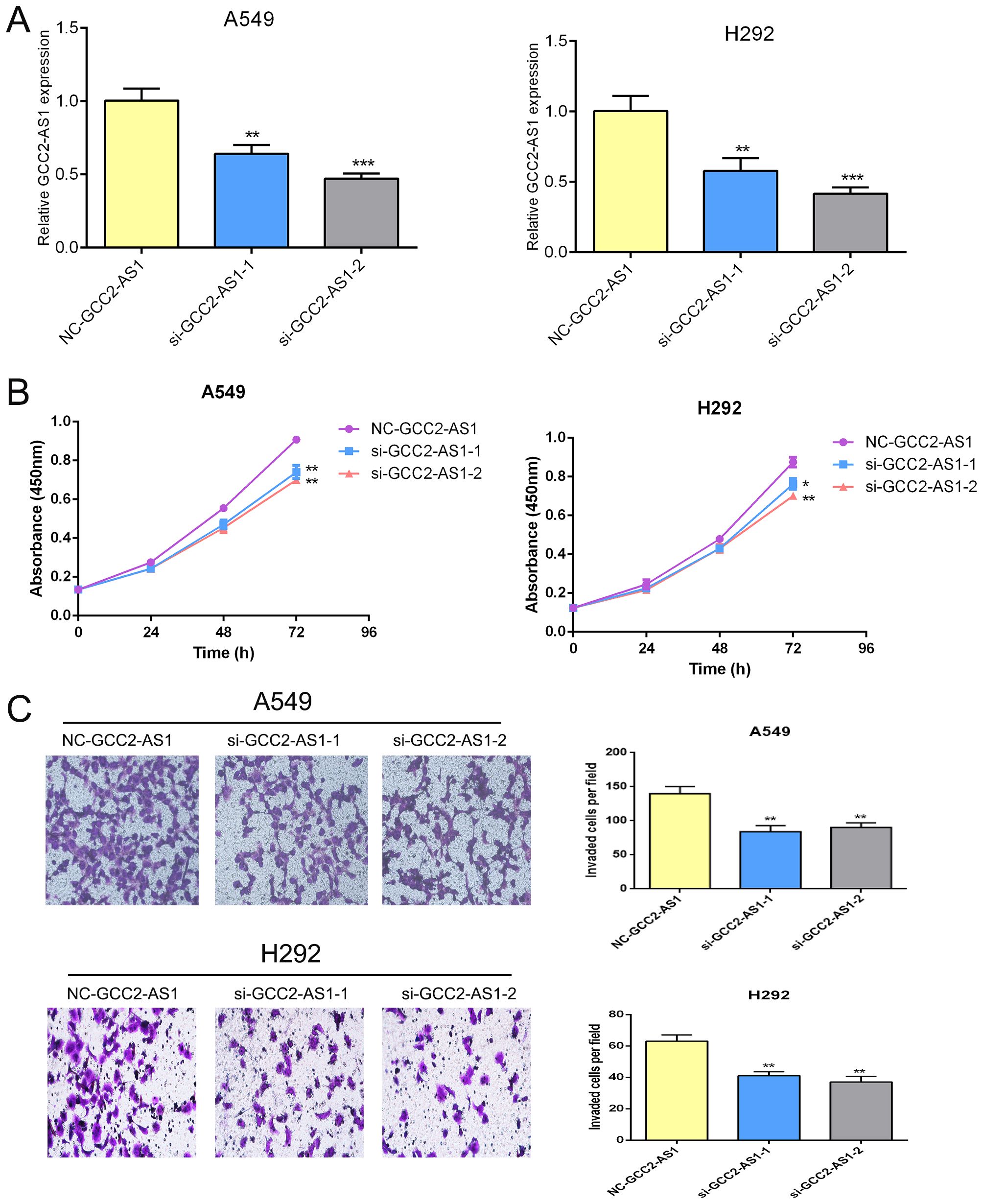 Graphical representation of experiments with A549 and H292 cells. Panel A shows bar charts of GCC2-AS1 expression levels, with significant reductions when silenced (si-GCC2-AS1). Panel B presents line graphs of cell proliferation over time, indicating decreased growth in silenced cells. Panel C includes images of cell invasion assays and corresponding bar graphs, showing reduced invasion in silenced cells. Statistical significance is marked with asterisks.