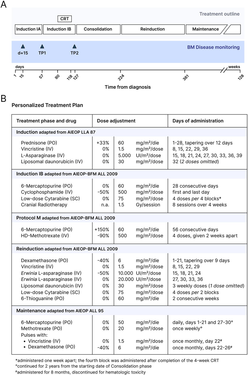 Diagram illustrating a personalized treatment plan for a medical condition. Section A displays a timeline of treatment phases: Induction, Consolidation, Intensification, Reinduction, and Continuation, tracked from diagnosis over weeks with bone marrow monitoring points. Section B details the drug regimen for each phase, including medication names, doses, and administration schedules. Induction involves Prednisone, Vincristine, L-Asparaginase, and Liposomal daunorubicin. Consolidation includes 6-Mercaptopurine, Cyclophosphamide, Cytarabine, and cranial radiotherapy. Intensification uses 6-Mercaptopurine and HD-Methotrexate. Reinduction involves Dexamethasone, Vincristine, Erwinia L-Asparaginase, Liposomal daunorubicin, Cytarabine, and 6-Thioguanine. Continuation includes 6-Mercaptopurine, Methotrexate, with pulses of Vincristine and Dexamethasone.