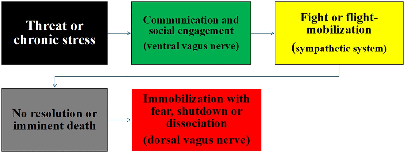 Flowchart depicting responses to threat or chronic stress. A black rectangle labeled “Threat or chronic stress” connects to a green rectangle labeled “Communication and social engagement (ventral vagus nerve)” and a yellow rectangle labeled “Fight or flight-mobilization (sympathetic system).” A gray rectangle labeled “No resolution or imminent death” connects to a red rectangle labeled “Immobilization with fear, shutdown or dissociation (dorsal vagus nerve).