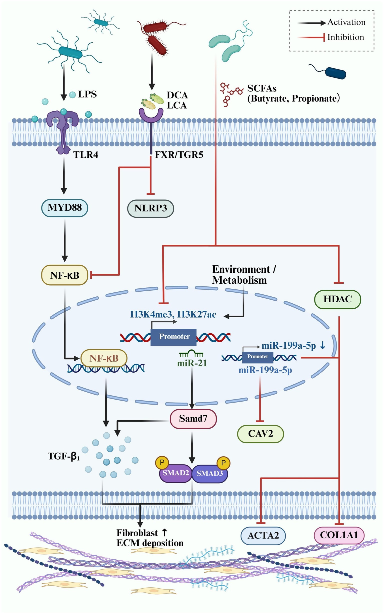 Diagram illustrating the signaling pathways involved in cell activation and inhibition. It shows microbe interactions activating TLR4 and FXR/TGR5, influencing NF-kB and NLRP3 pathways. Various compounds like LPS, DCA, SCFAs affect gene expression and environmental metabolism, involving HDAC, CAV2, and promoters like miR-199a-5p, miR-21, and NF-kB. The process impacts fibroblast activity and ECM deposition through factors like TGF-β1, Samd7, and SMAD proteins, with genes ACTA2 and COL1A1 also involved. Arrows indicate activation (black) and inhibition (red).