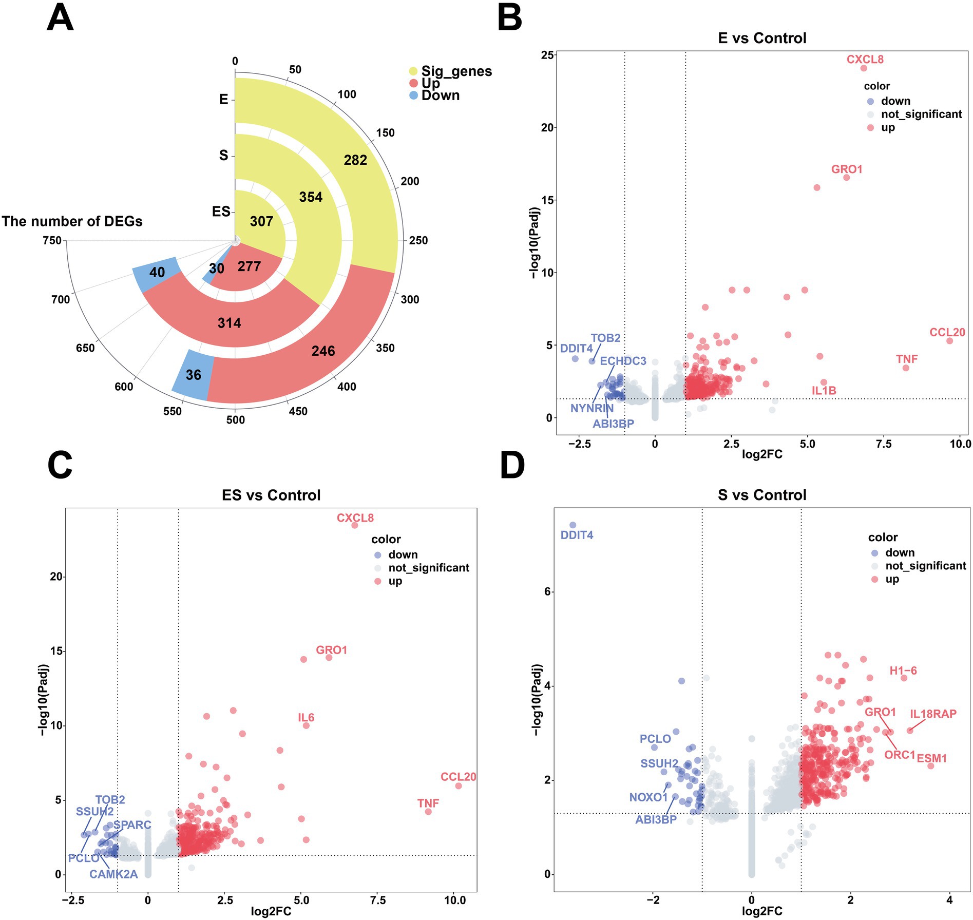 A four-panel figure displays gene expression data. Panel A shows a circular bar plot of significant genes with segments for upregulated (red) and downregulated (blue) genes in different groups (E, S, ES). Panels B, C, and D depict volcano plots comparing gene expression changes between experimental groups vs. control. Red dots indicate upregulated genes, blue dots indicate downregulated genes, and gray dots are not significant. Key genes like CXCL8 and TNF are highlighted. Panel B compares E vs. Control, Panel C compares ES vs. Control, and Panel D compares S vs. Control.