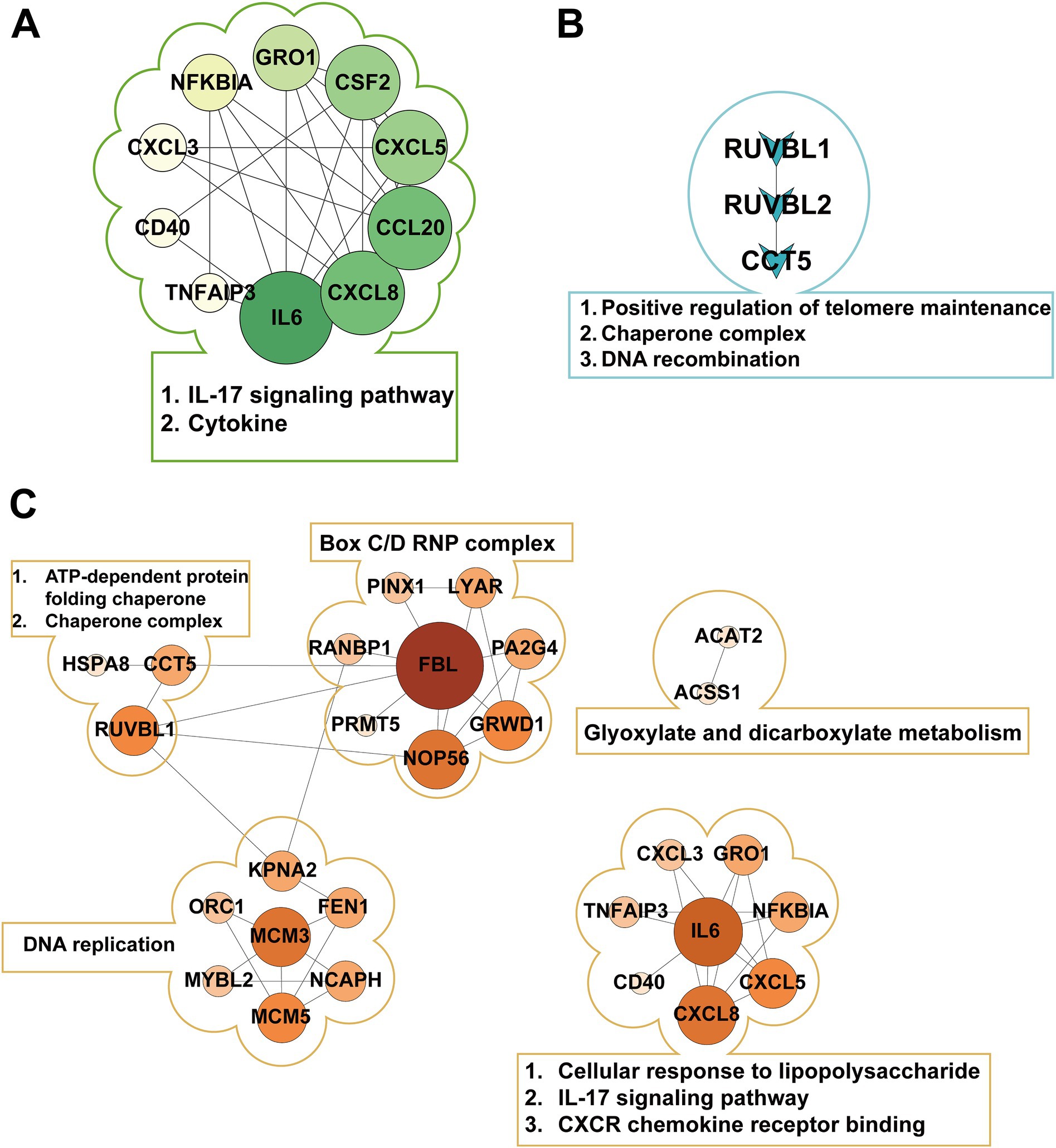 Diagram with three panels labeled A, B, and C. Panel A shows a network of proteins involved in the IL-17 signaling pathway and cytokine interaction, with IL6 highlighted. Panel B displays proteins RUVBL1, RUVBL2, and CCT5 linked to telomere maintenance, chaperone complex, and DNA recombination. Panel C includes networks for ATP-dependent protein folding, DNA replication, and Box C/D RNP complex, highlighting FBL, and relates to cellular responses and metabolism pathways.