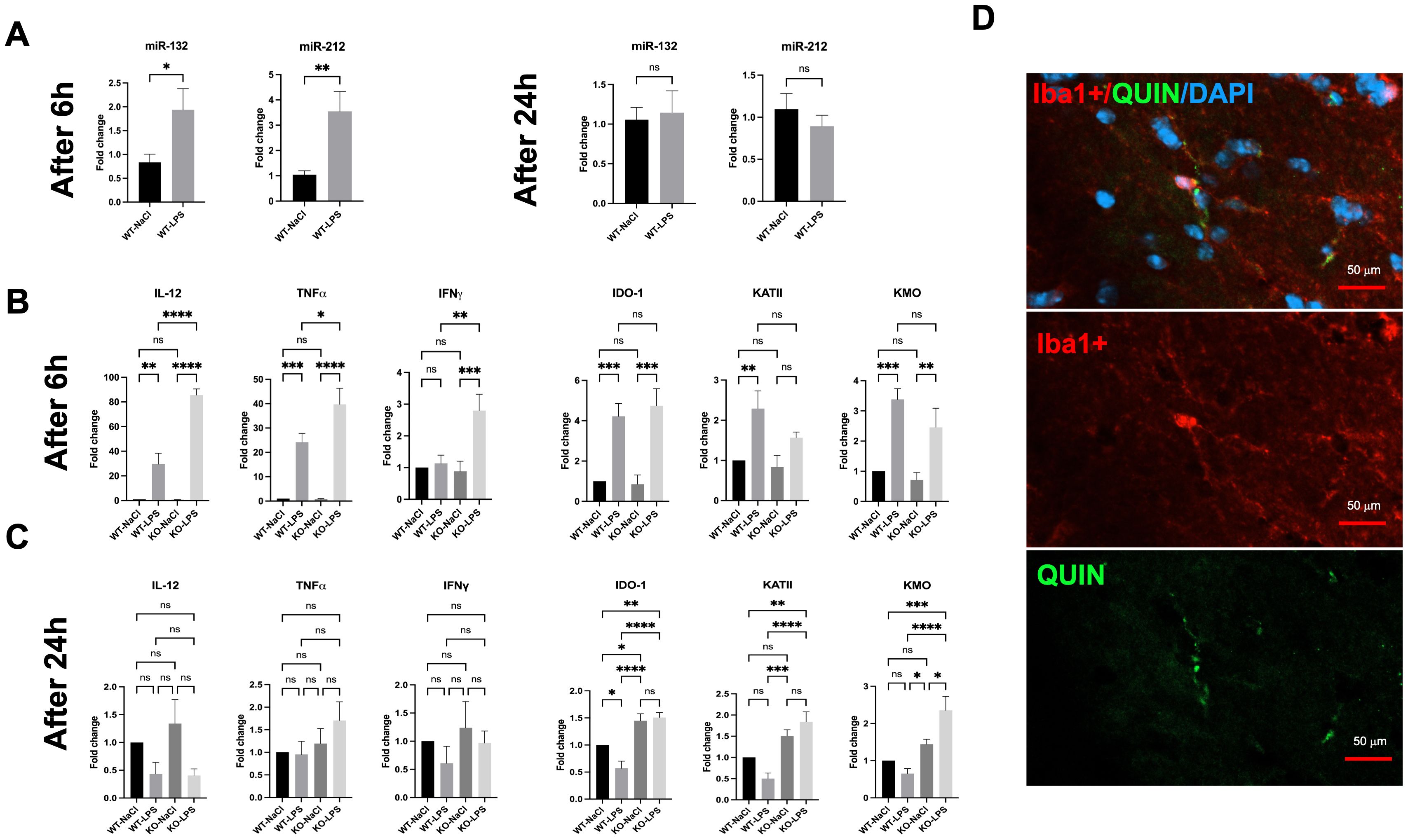 Graphs and images are displayed on a scientific poster. Panels A, B, and C show bar graphs illustrating fold changes in various markers (miR-132, miR-212, IL-12, TNFα, IFNγ, IDO-1, KATII, and KMO) at 6 and 24 hours, comparing WT+NaCl, WT+LPS, KO+NaCl, and KO+LPS groups, with statistical significance indicated by asterisks. Panel D contains images with fluorescent staining showing colocalization of Iba1, QUIN, and DAPI, with a scale bar indicating 50 microns.