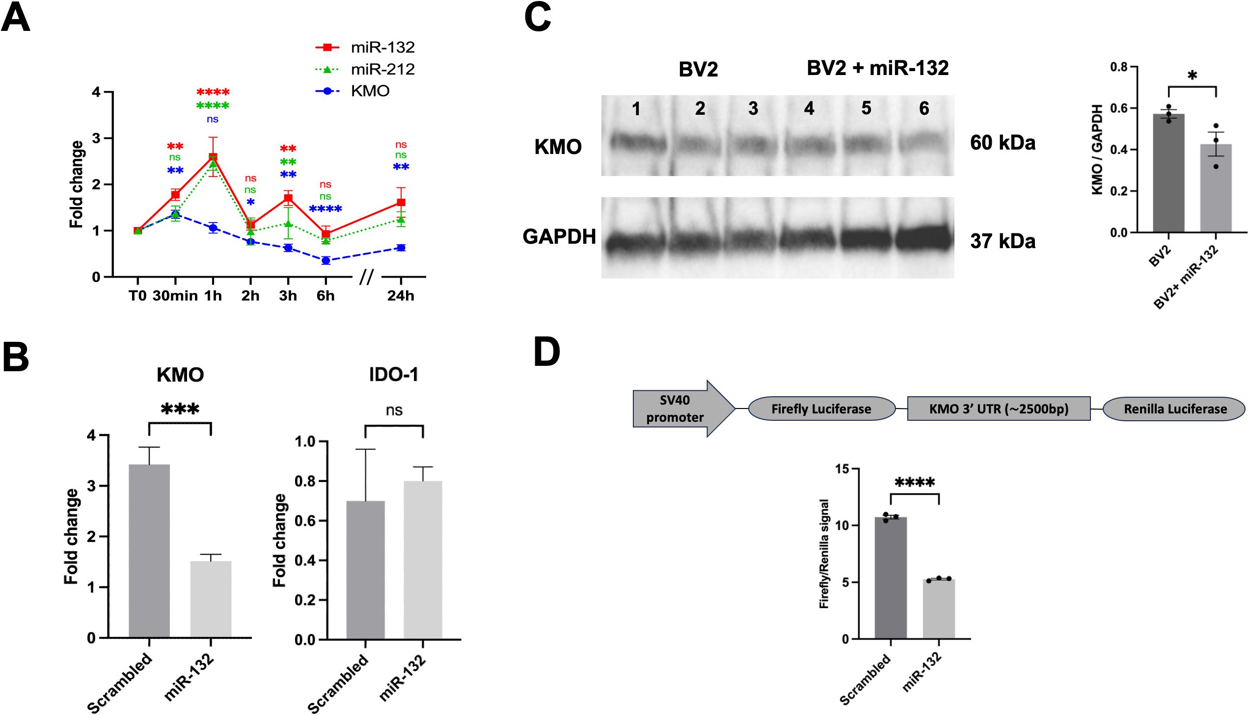 Figure with four panels analyzing the effects of miR-132 on KMO expression. Panel A shows a line graph of fold changes over time for miR-132, miR-212, and KMO. Panel B displays bar graphs comparing fold changes in KMO and IDO-1 with scrambled and miR-132 treatments, showing significant changes in KMO. Panel C presents Western blots for KMO and GAPDH, alongside a bar graph illustrating KMO/GAPDH ratios, indicating significant reduction with miR-132. Panel D includes a schematic of luciferase assay components and a bar graph revealing a significant decrease in Firefly/Renilla signal with miR-132.