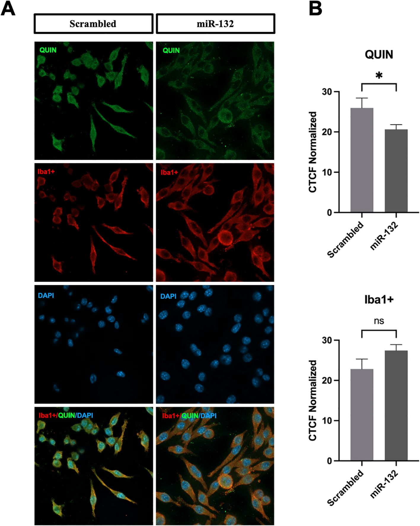 Fluorescent microscopy images compare scrambled and miR-132 treatments, showing QUIN in green, Iba1+ in red, and DAPI in blue. Overlay images reveal cellular colocalization. Graphs on the right show CTCF normalized for QUIN and Iba1+ with scrambled versus miR-132 treatments. The QUIN graph shows a significant decrease in miR-132, while the Iba1+ graph shows no significant difference.