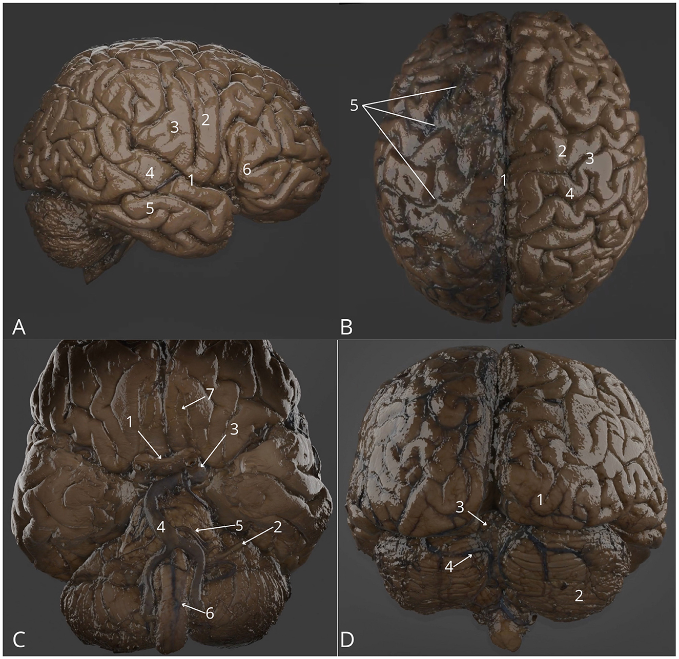 Four images of a human brain model shown from different angles, labeled A to D. Each view highlights various numbered sections of the brain's surface, emphasizing its distinct grooves and ridges. The labels indicate different anatomical features in each view, with lines pointing to specific areas on the brain's surface for detailed identification.