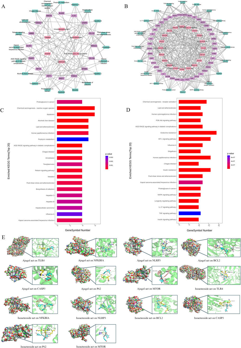 Network diagrams labeled A and B illustrate interactions in various biological processes, with nodes representing different elements and lines indicating connections. Bar charts labeled C and D show enriched KEGG terms in ranked order, with colors representing p-values. Panel E consists of molecular docking models showing interactions of Ajugol and Isoacteoside with various proteins, accompanied by detailed views of binding sites.
