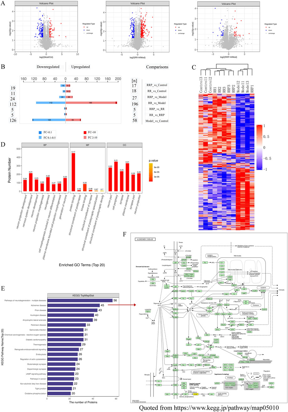 A series of scientific data visualizations: A) Three volcano plots showing gene expression changes with color-coded points, blue for downregulated and red for upregulated genes. B) Bar graph comparing downregulated and upregulated proteins across six conditions. C) Heatmap displaying hierarchical clustering of protein expression. D) Bar chart showing top 20 enriched Gene Ontology terms across biological processes (BP), molecular functions (MF), and cellular components (CC), with varying p-values. E) Bar chart listing KEGG pathways with protein numbers, highlighting Alzheimer's disease and neurodegeneration. F) Detailed KEGG pathway map illustrating complex interactions.