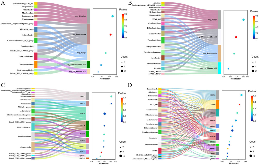 Four Sankey diagrams (A, B, C, D) display relationships between microbial groups and metabolites. Each diagram features colored bands linking bacteria to specific metabolites, highlighting connections. Adjacent scatter plots show P-value, count, and rich factor metrics using color-coded dots, with varying sizes representing count.