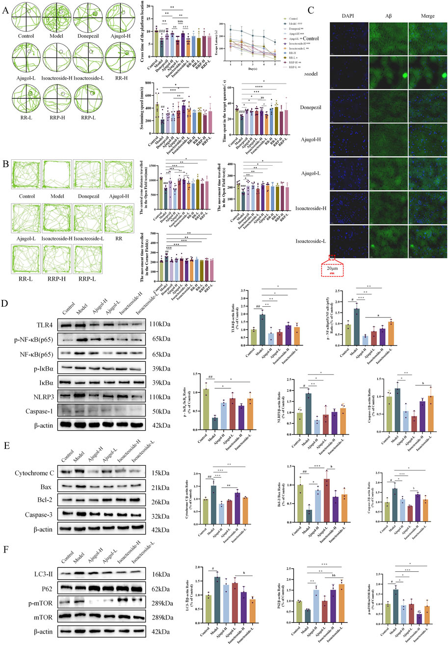 Figures A to F illustrate experimental data in various scientific charts and blots. Panel A shows circular path diagrams and bar graphs indicating cognitive function evaluations. Panel B includes path trajectories and quantitative assessments. Panel C presents fluorescent microscopy images labeled with DAPI and Aβ, showing amyloid deposition. Panel D features Western blots of proteins like TLR4 and NF-kB with corresponding bar charts. Panel E depicts blot analyses of cytochrome C and other apoptosis-related proteins. Panel F displays autophagy-related protein blots with plotted data on protein expression ratios. The figures involve multiple treatments and control groups.