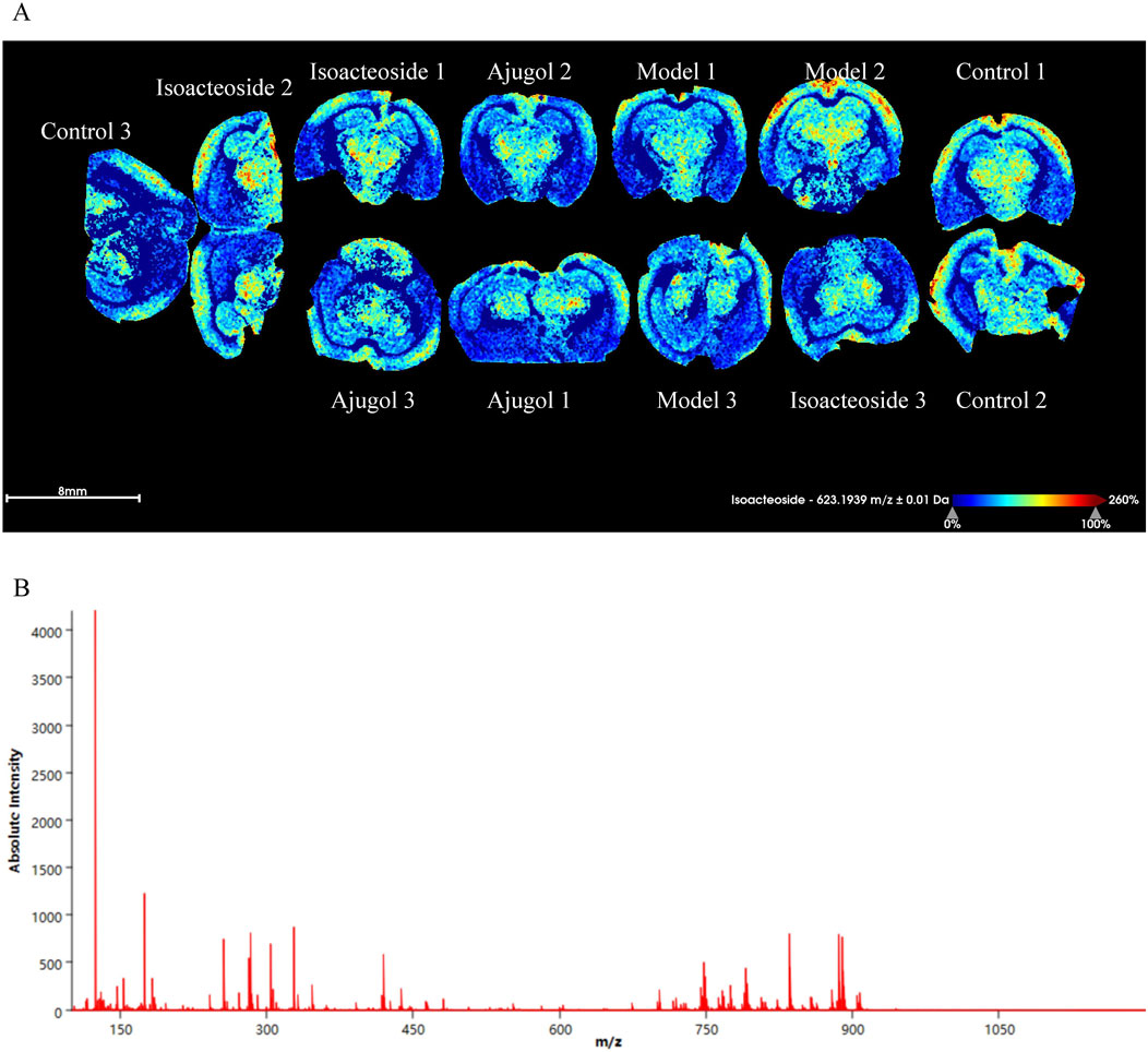 Panel A shows false-color imaging of brain slices, labeled with various substances like Isoacteoside and Ajugol, with a color scale from blue (low) to red (high) indicating compound concentration. Panel B displays a mass spectrometry graph with absolute intensity on the y-axis and m/z ratio on the x-axis, showing peaks at various points. Scale bar in Panel A is 8 millimeters.