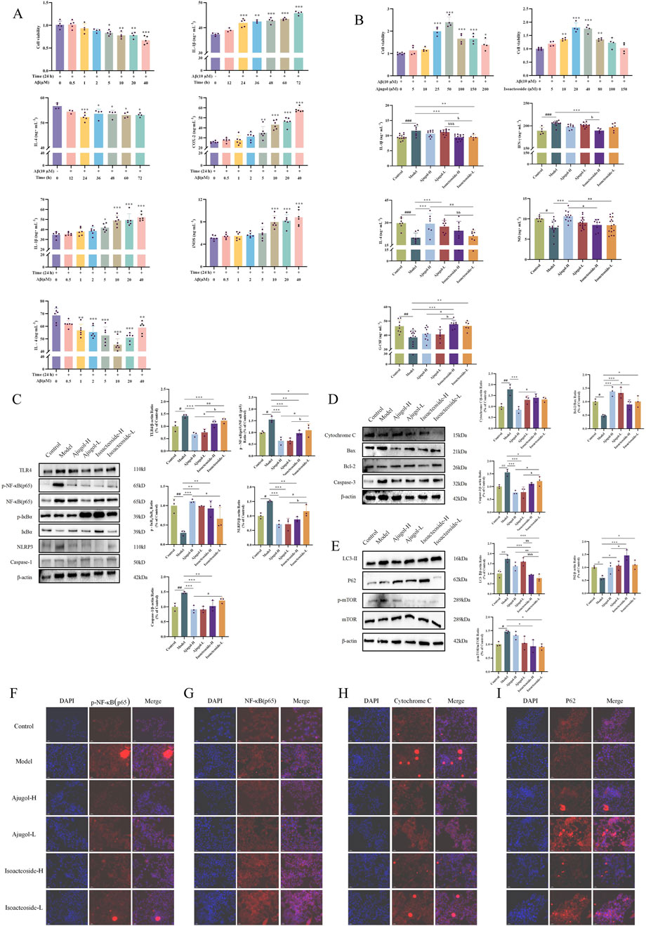 A composite image with several panels displaying scientific data and graphs, likely from a biological or medical study. Panels A to E show various bar graphs with different conditions, time points, and measurements, each with colored bars representing data values. Panels C, D, and E include bands from western blot analyses with annotations for proteins like TLR4, NF-κB, NLRP3, and β-actin. Panels F to I show fluorescent microscopy images, with labeled rows indicating treatments (e.g., Control, Model, Aipog-H, Isoacteoside-L), and columns indicating markers like DAPI and NF-κB. Data points are compared for significance.