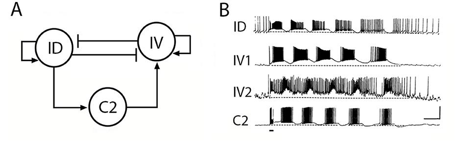 Diagram illustrating a sequence of binary states with arrows indicating transitions. Starting from (0, 0, 0), transitions occur to (1, 0, 0), (1, 0, 1), and finally (0, 0, 1). The sequence includes vertical transitions: from (1, 0, 0) to (1, 1, 0), and from (0, 1, 0) to (0, 1, 1). All numbers except the initial state are in red.