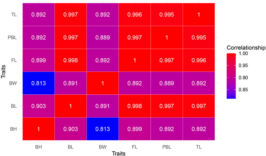 Correlation matrix heatmap displaying relationships between traits labeled TL, PBL, FL, BW, BL, and BH. Red indicates high correlation (closer to 1), while blue signifies lower values (around 0.813). Color bar on the right shows correlation scale from 0.85 to 1.00.