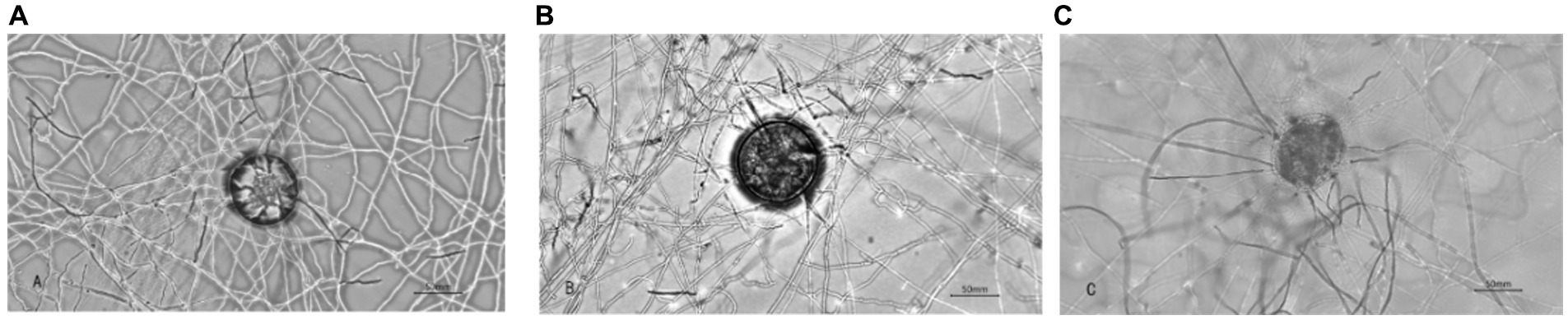 Panels A, B, and C show microscopic images of fungal hyphae surrounding and interacting with nematodes. Each panel displays the intricate network of hyphae, with a nematode at the center of the interaction. The images highlight the structure and density of the hyphal networks.