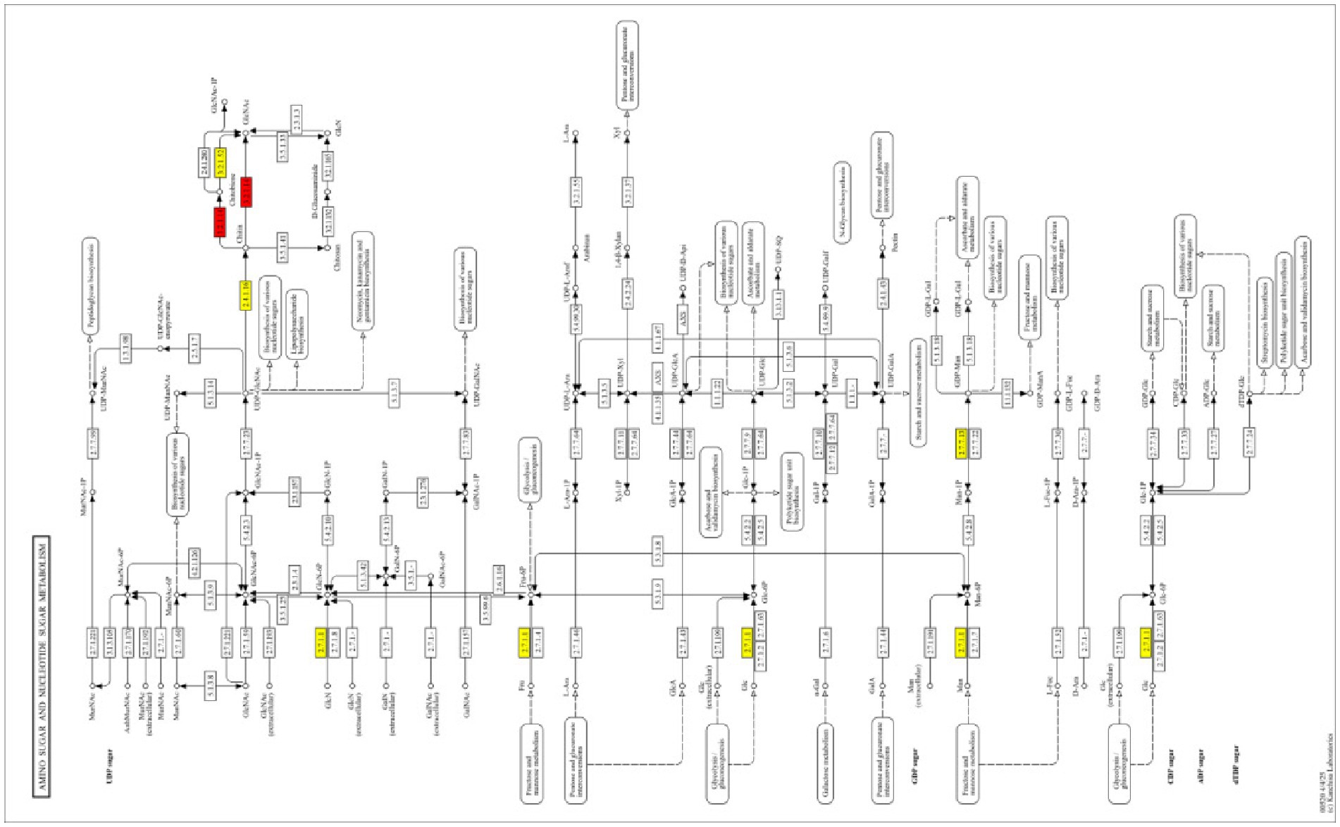 Flowchart depicting amino sugar and nucleotide sugar metabolism pathways. It shows various compounds and reactions with connecting arrows. Certain compounds and reactions are highlighted in red and yellow, indicating significant steps or functions.