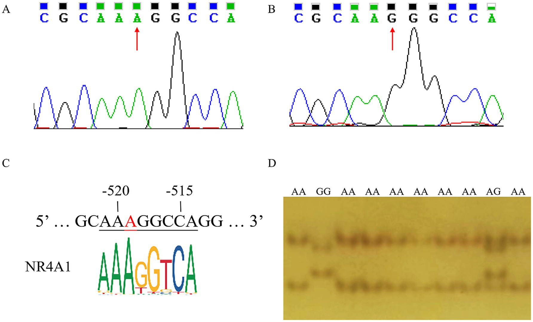Panel A and B display DNA sequencing chromatograms with arrows indicating specific nucleotide sequences. Panel C shows a DNA sequence diagram highlighting positions -520 and -515. It features the NR4A1 gene sequence logo. Panel D presents a gel electrophoresis image with various bands labeled with nucleotide sequences like AA, GG, and AG.