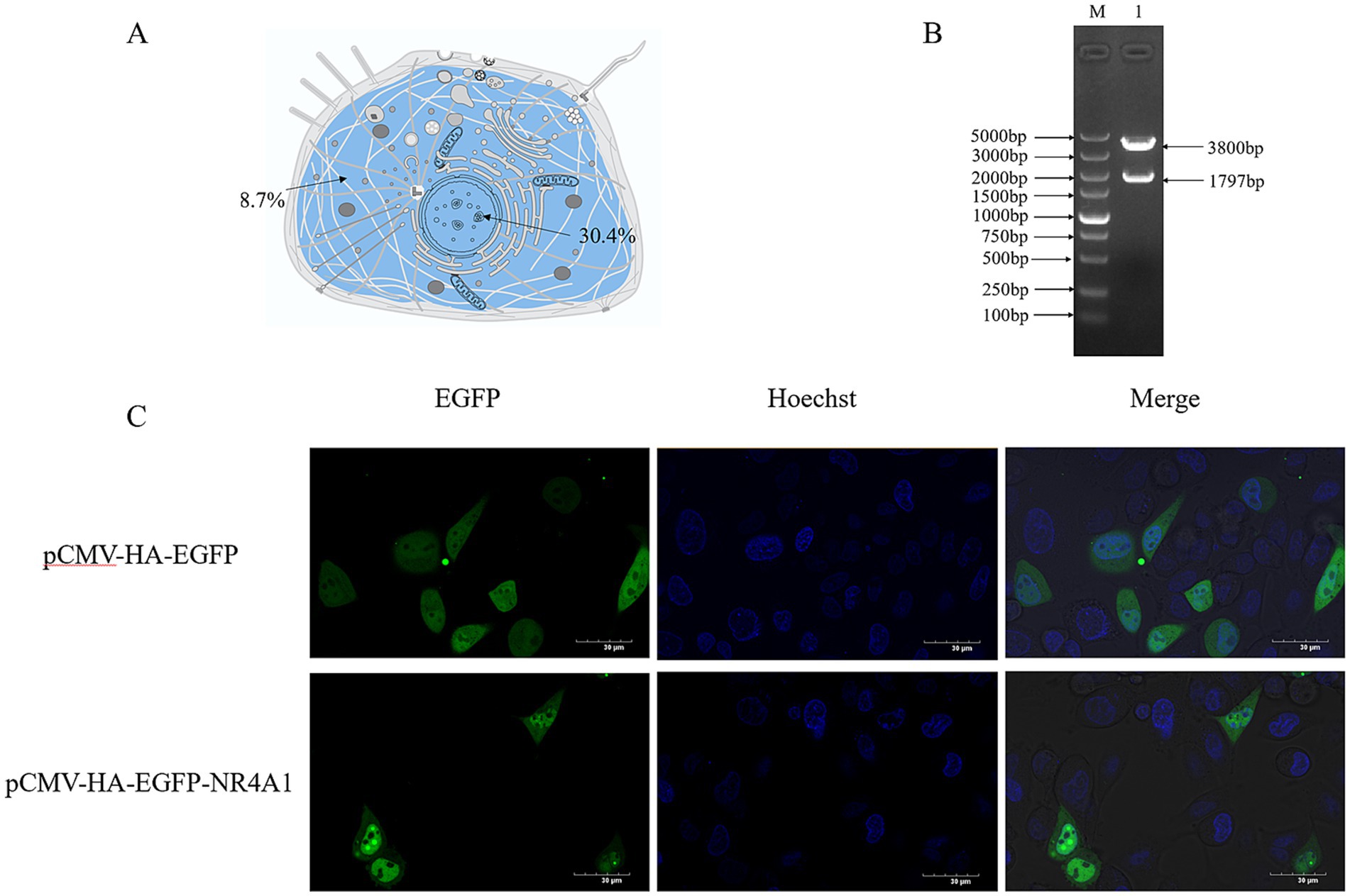 Diagram of a cell with areas labeled 8.7 percent and 30.4 percent. Gel electrophoresis image showing DNA bands at various base pair lengths. Fluorescence microscopy images: top row with EGFP, Hoechst, and merged views for pCMV-HA-EGFP; bottom row for pCMV-HA-EGFP-NR4A1. EGFP shows green fluorescence, Hoechst stains nuclei blue, and merged images combine both. Scale bars indicated.