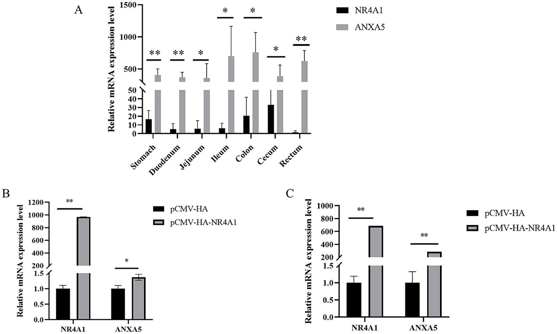 Bar charts showing relative mRNA expression levels. Chart A compares NR4A1 and ANXA5 across various gastrointestinal tissues. ANXA5 shows higher expression than NR4A1 in most tissues, with significant differences noted. Chart B shows expression levels of NR4A1 and ANXA5 under pCMV-HA conditions, with pCMV-HA-NR4A1 showing increased expression, significantly for NR4A1. Chart C compares expression levels of NR4A1 and ANXA5 with pCMV-HA vs. pCMV-HA-NR4A1 conditions, highlighting significant increases in mRNA expression levels, especially for NR4A1. Statistical significance is indicated with asterisks.