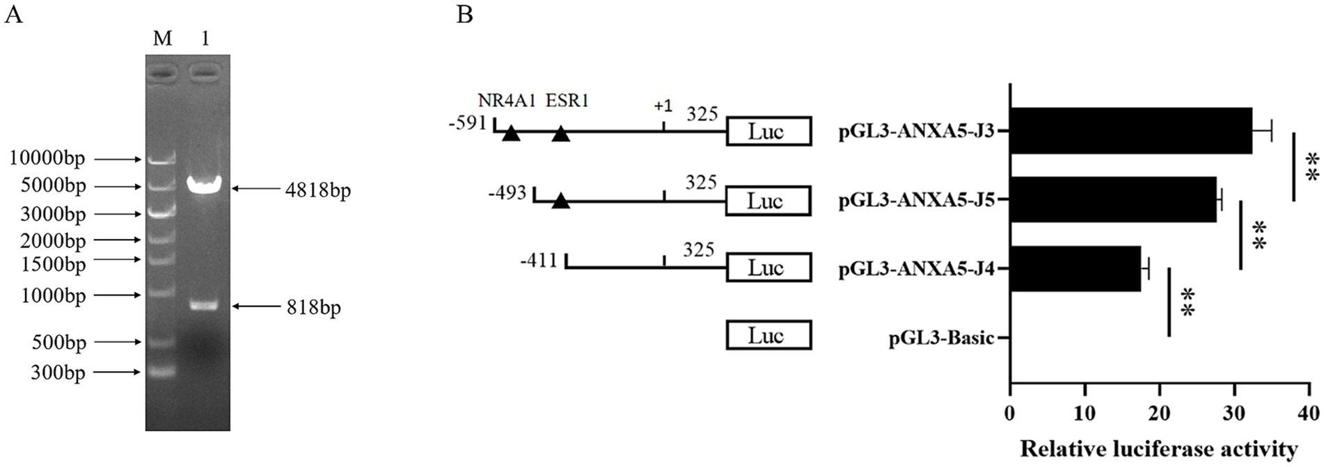 Gel electrophoresis and bar graph analysis. Panel A shows a gel with markers labeled from 300 to 10000 base pairs, highlighting DNA bands at 4818 and 818 base pairs in lane 1. Panel B illustrates a schematic of luciferase reporter constructs and their relative activity. The bar graph compares luciferase activity of various constructs, with significant differences marked by asterisks.